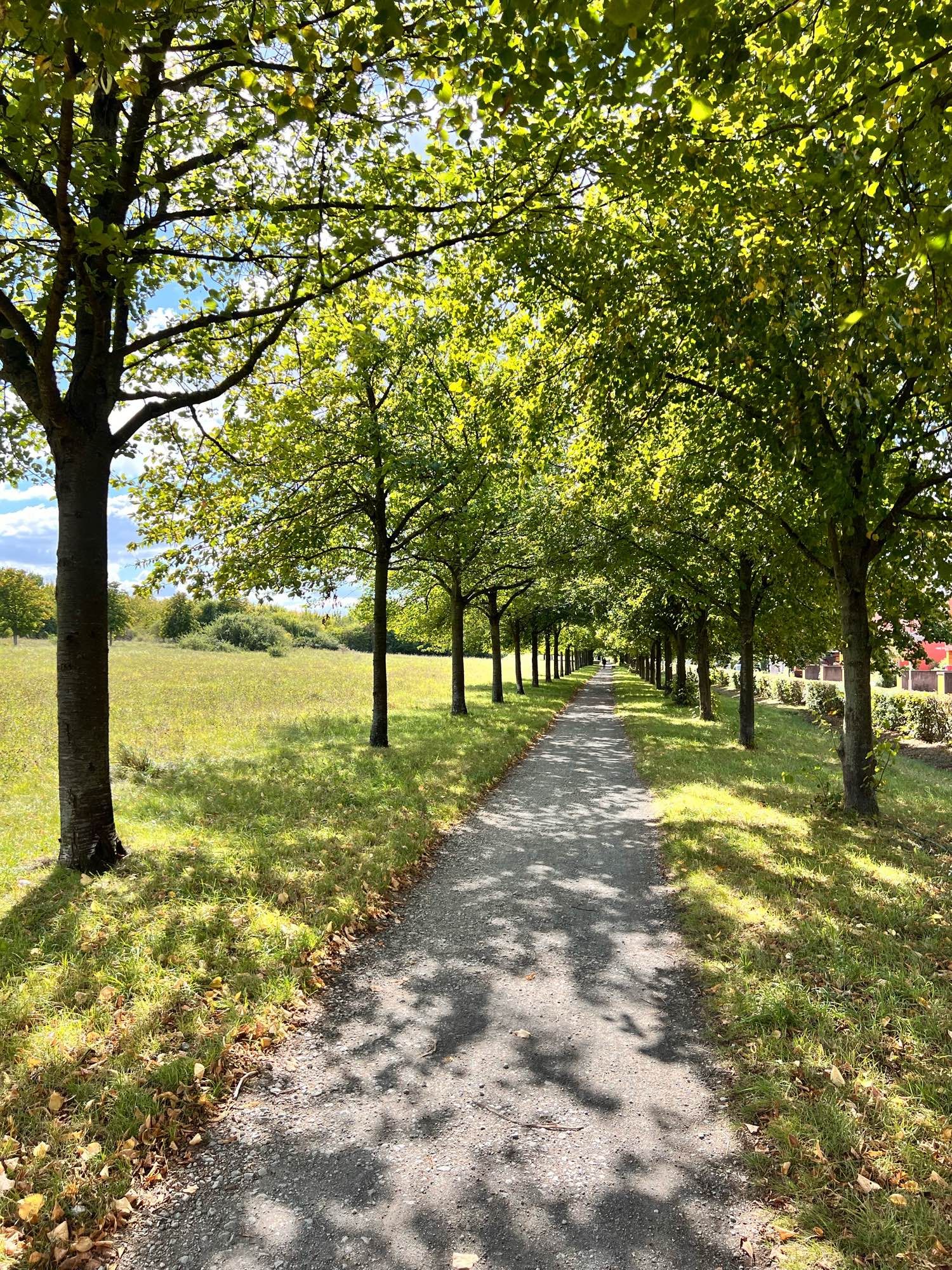 Weg zwischen Kirschbäumen und Linden über den Kronsberg