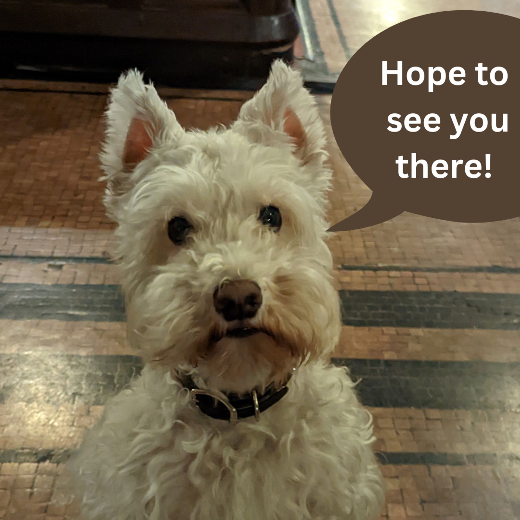 a picture of Luke the white schnauzer in our church with a text bubble that says "hope to see you there!"