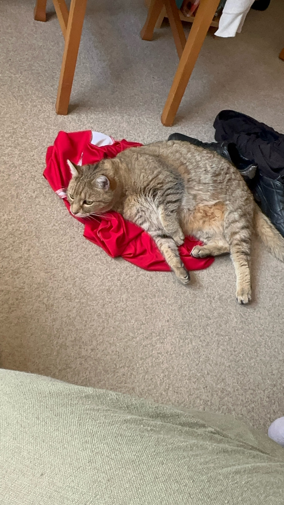 a cat lying on smelly clothes cause it likes the pheromones 