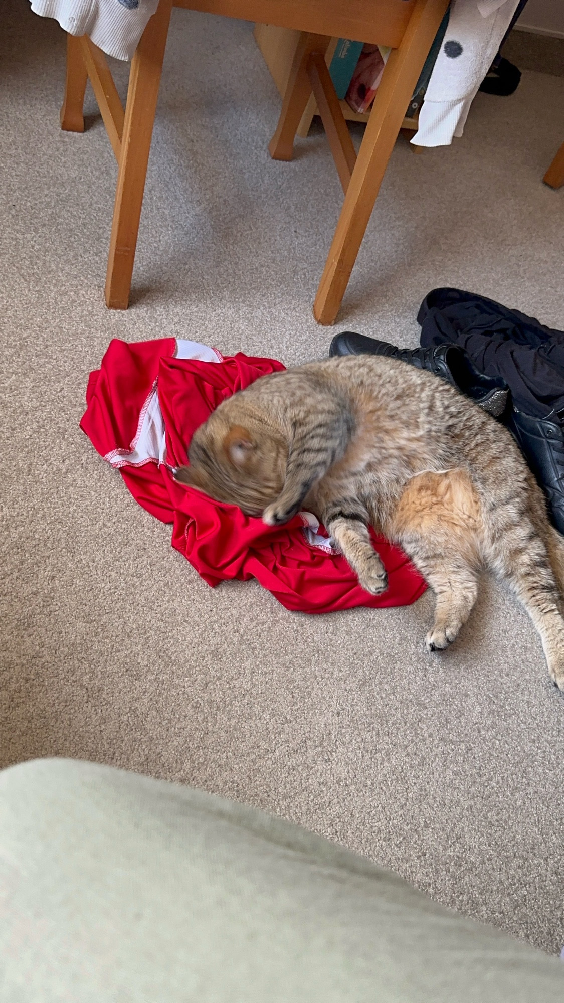 a cat rubbing itself on smelly clothes 