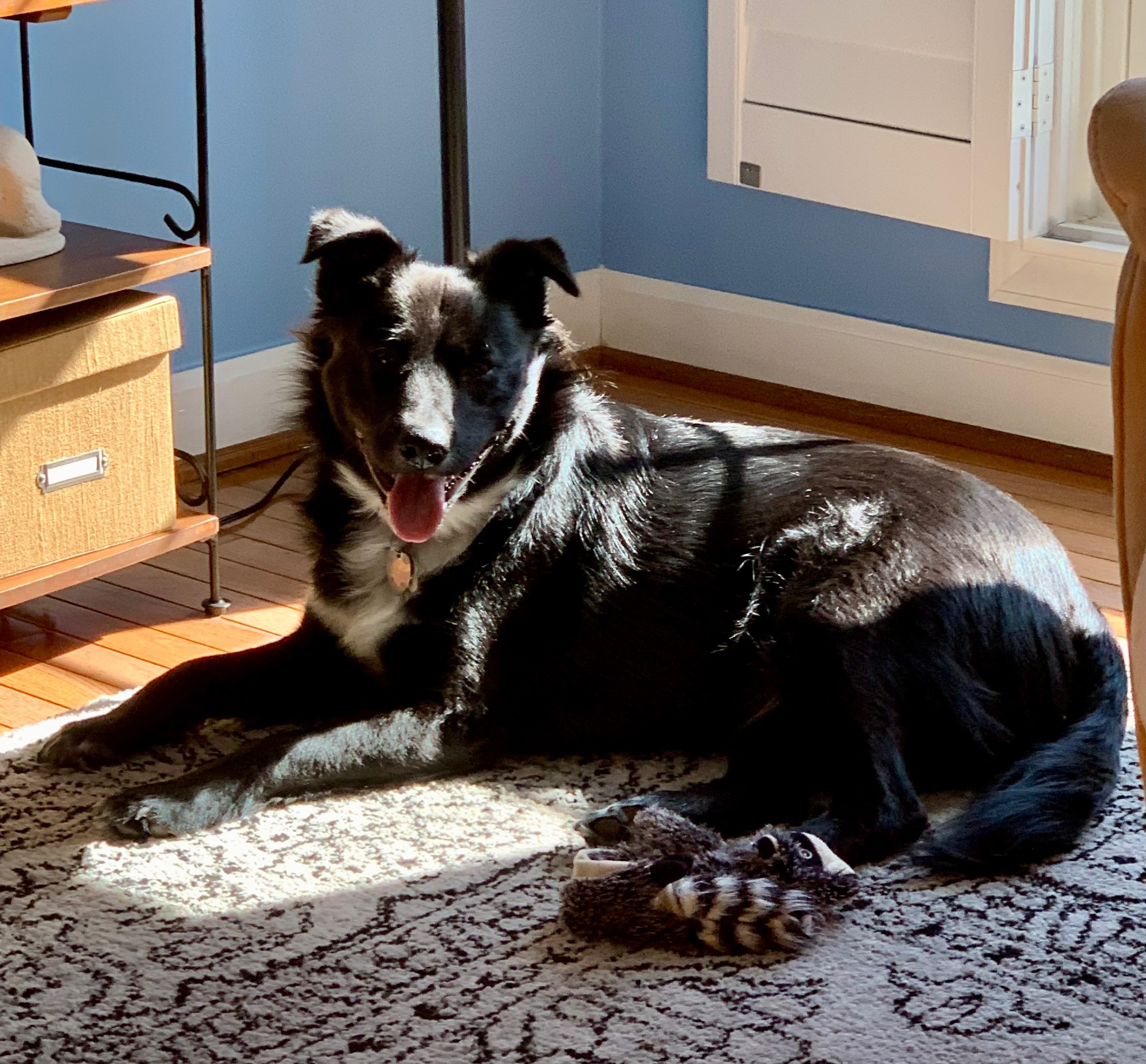 Black collie mix with white blaze sits in a sunbeam and grins