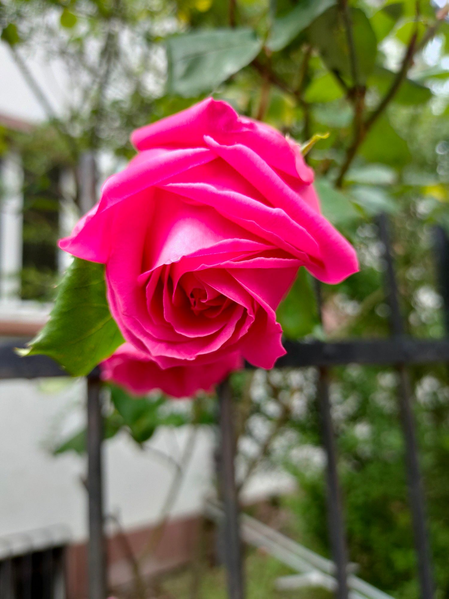 Eine pinke Rose, die noch nicht ganz aufgeblüht ist