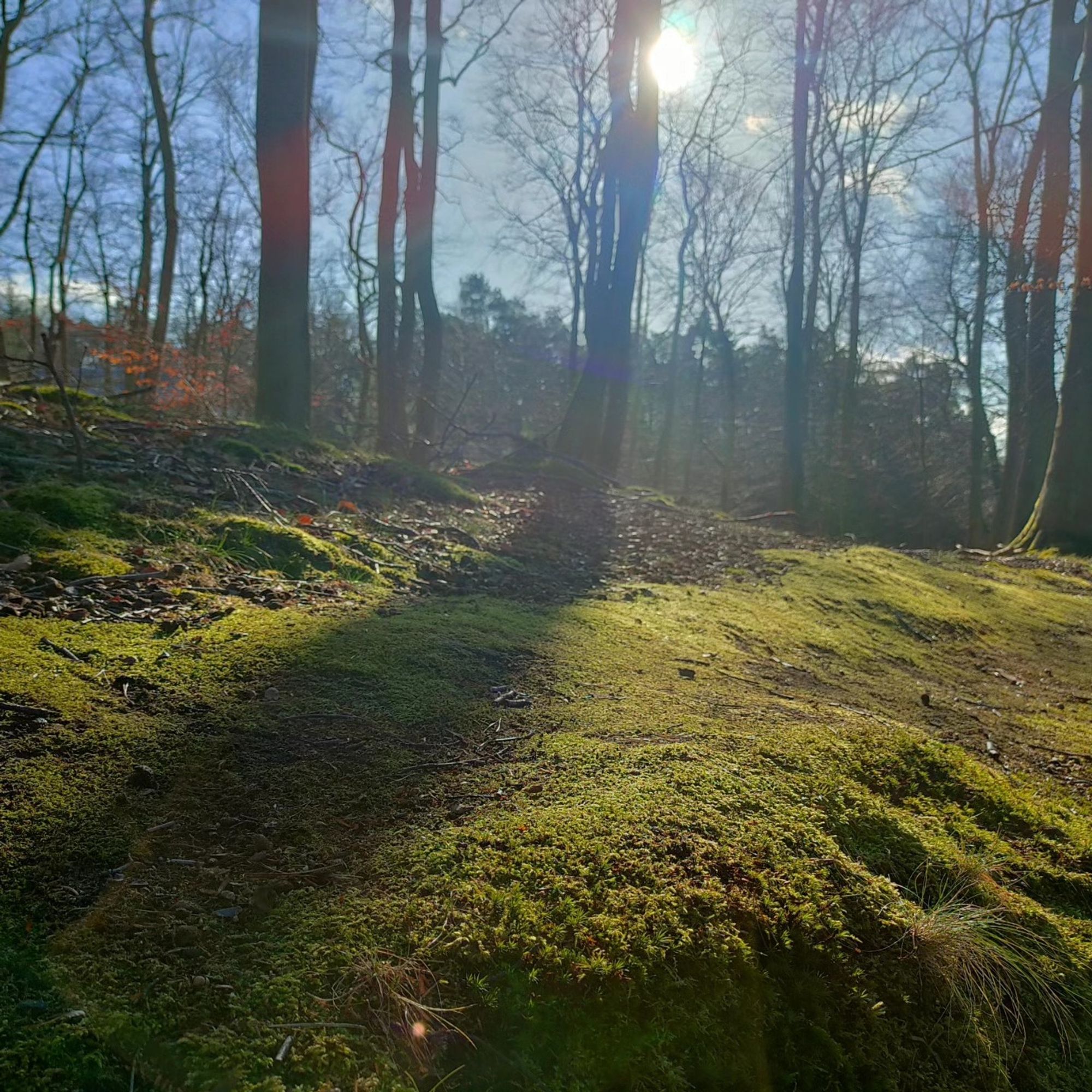 Bäume und Moos und Sonnenlicht