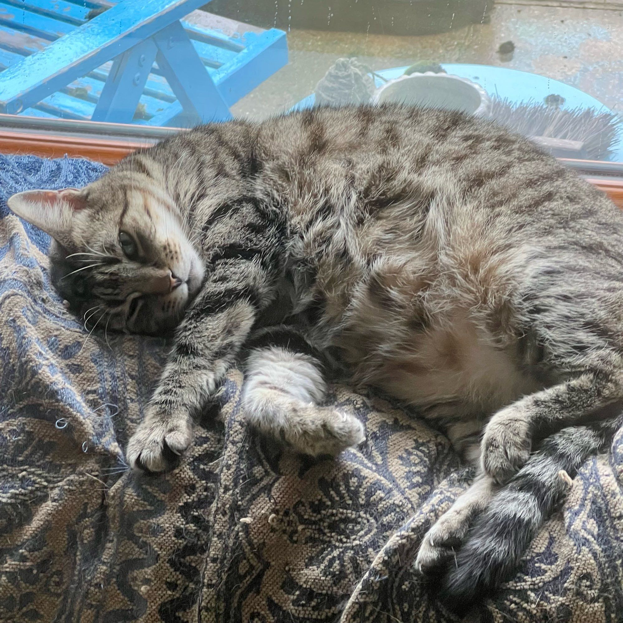 Photo of English tabby cat resting on a blanket