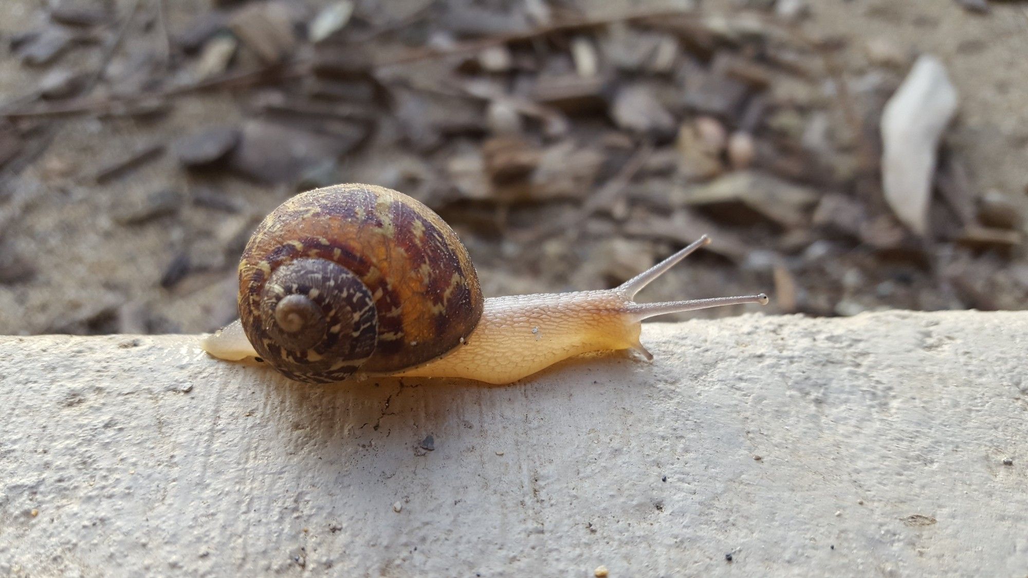 A stock photo of a snail on concrete, headed towards the right of the frame.