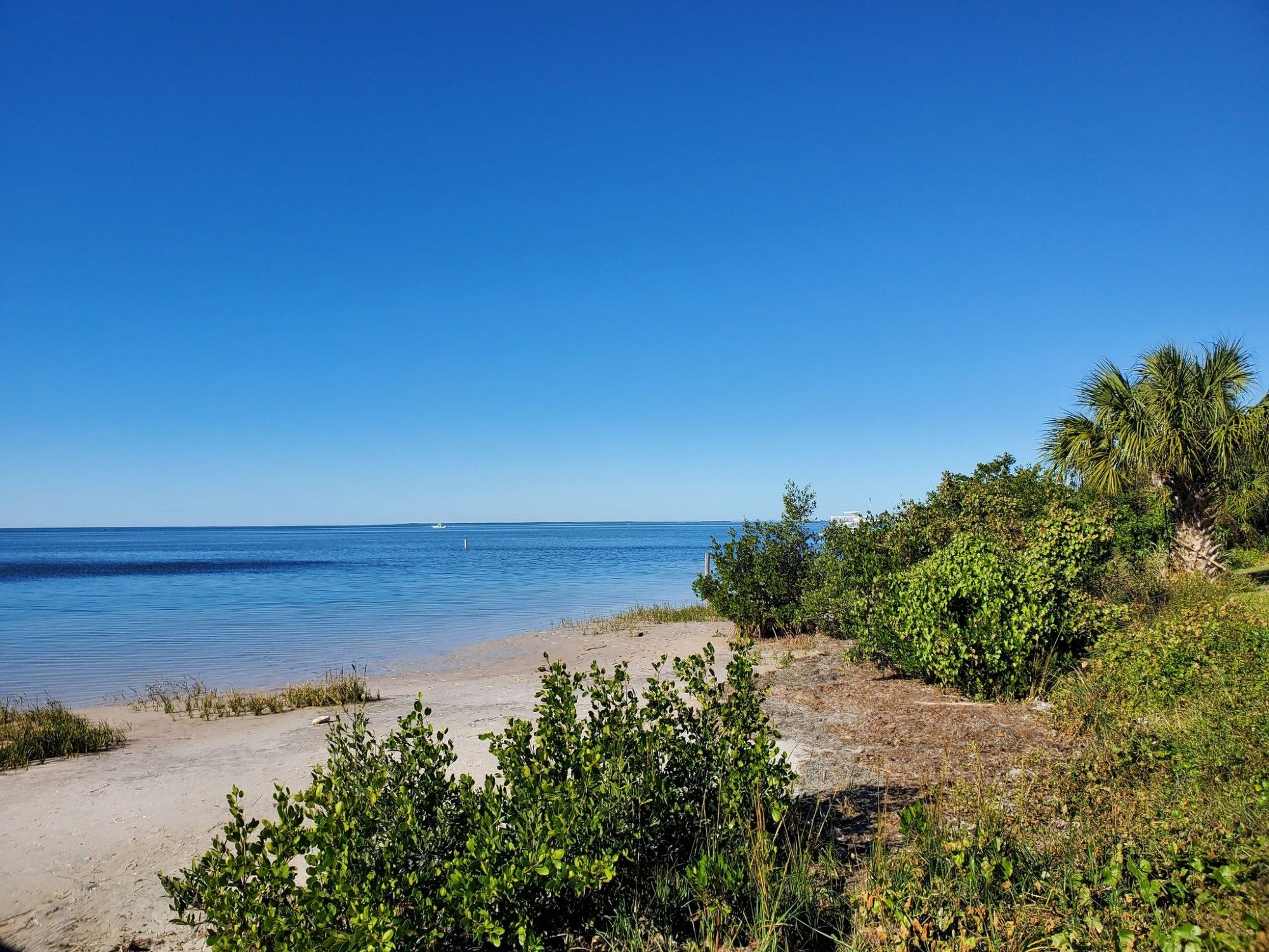 A stock photo of a beach full of lush greenery, mostly shrubs and a palm tree. The ocean water is smooth and calm, and the bright blue sky is completely clear.