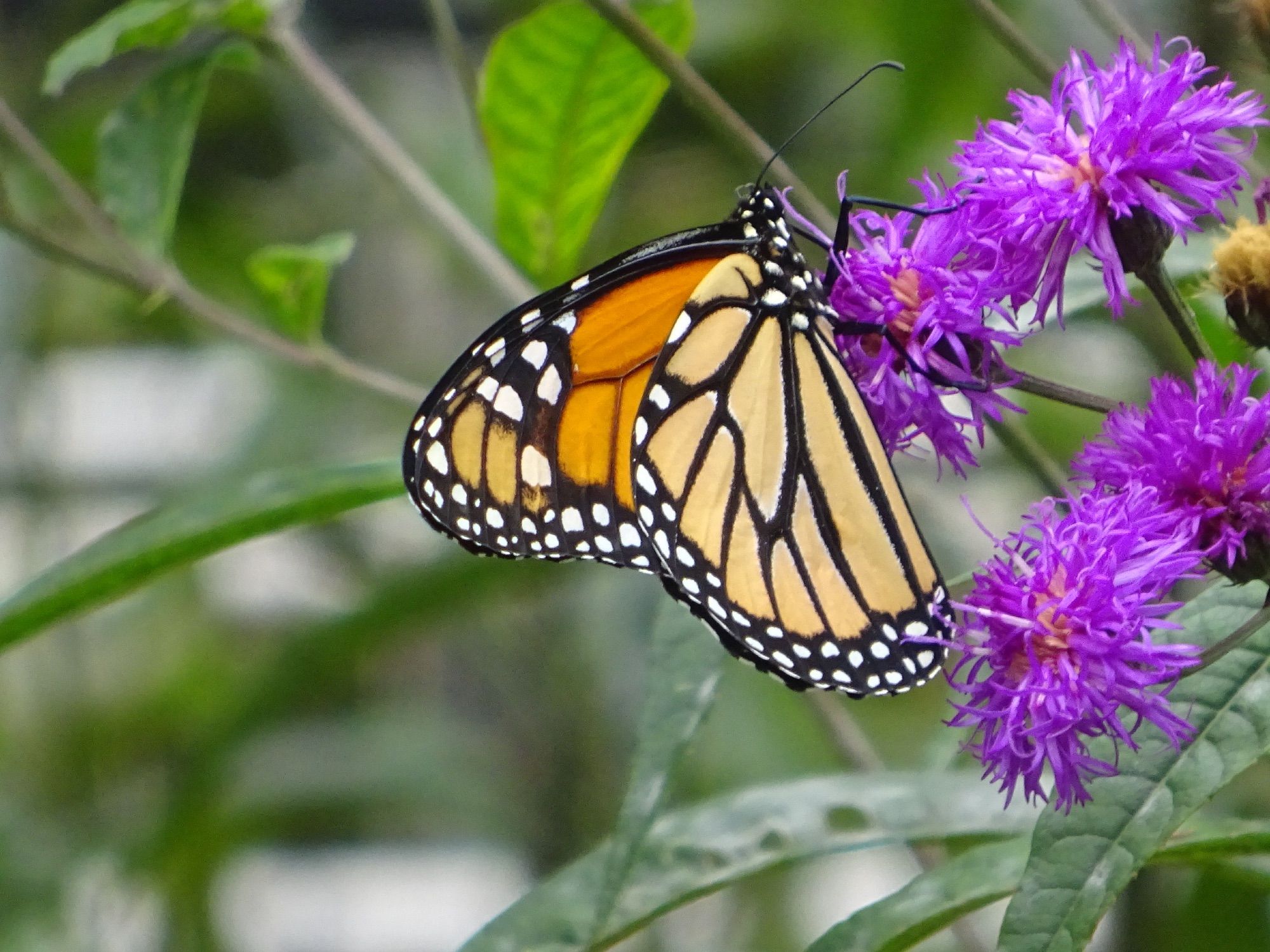 Monarch Butterfly on purple flower. An orange winged butterfly with heavy black veining. The wing tips also have heavy black veining with white dots.

Photo taken on the High Line, New York.