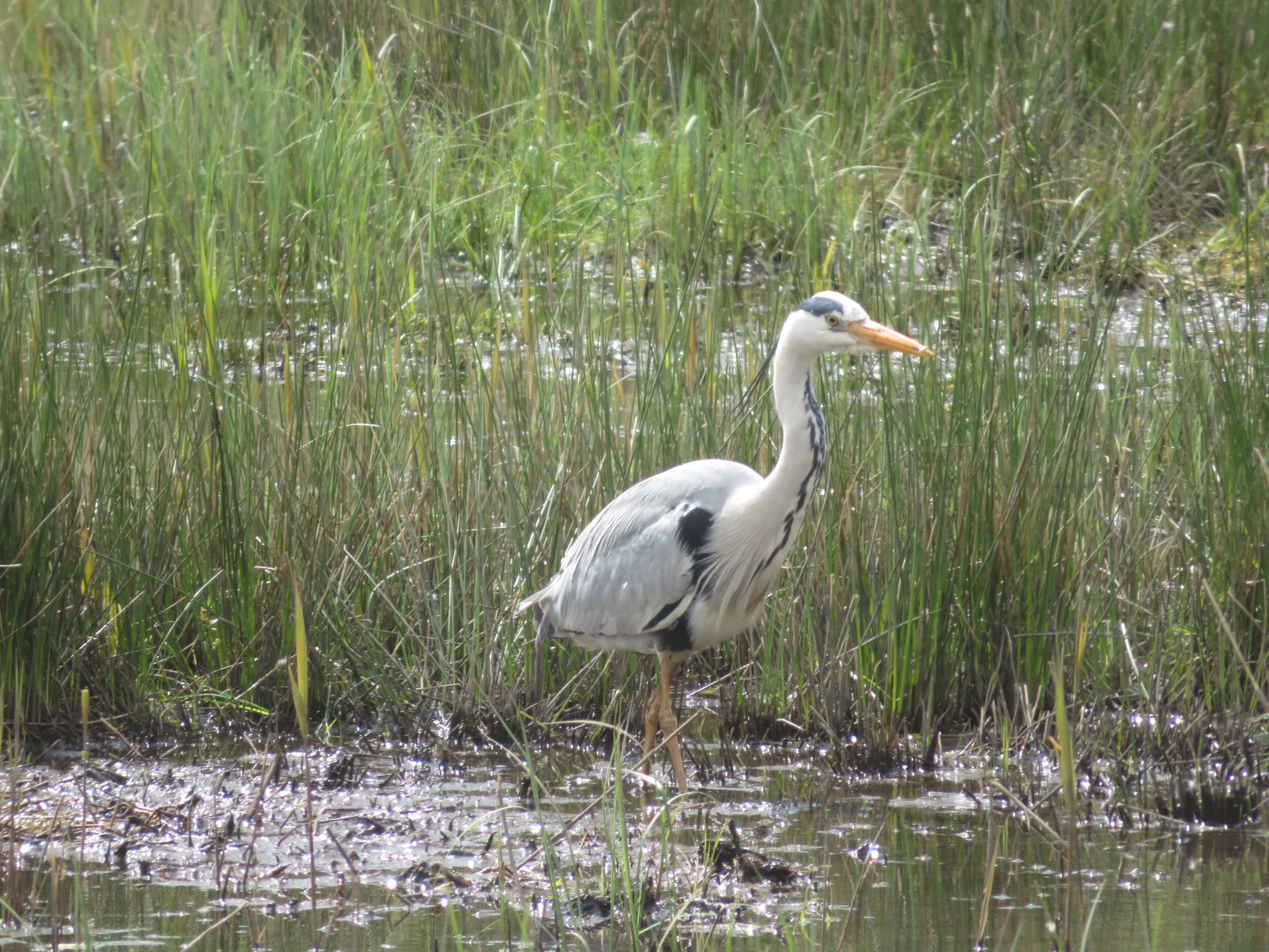 Grey Heron in hunting for food in the shallows of a reed bed