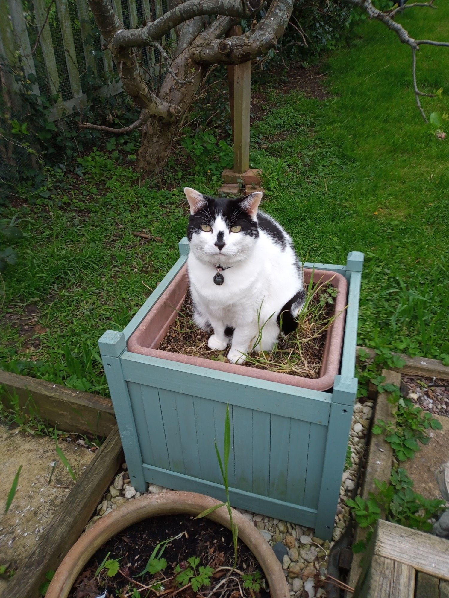 A black and white cat sat in a blue/grey painted timber planter.