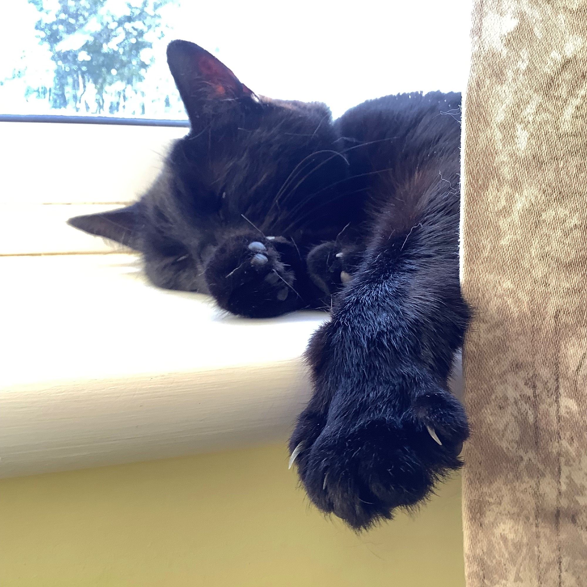 A close up of a black cat , fast asleep on a sunny window cill, partially hidden behind a curtain. Toe beans and claws.