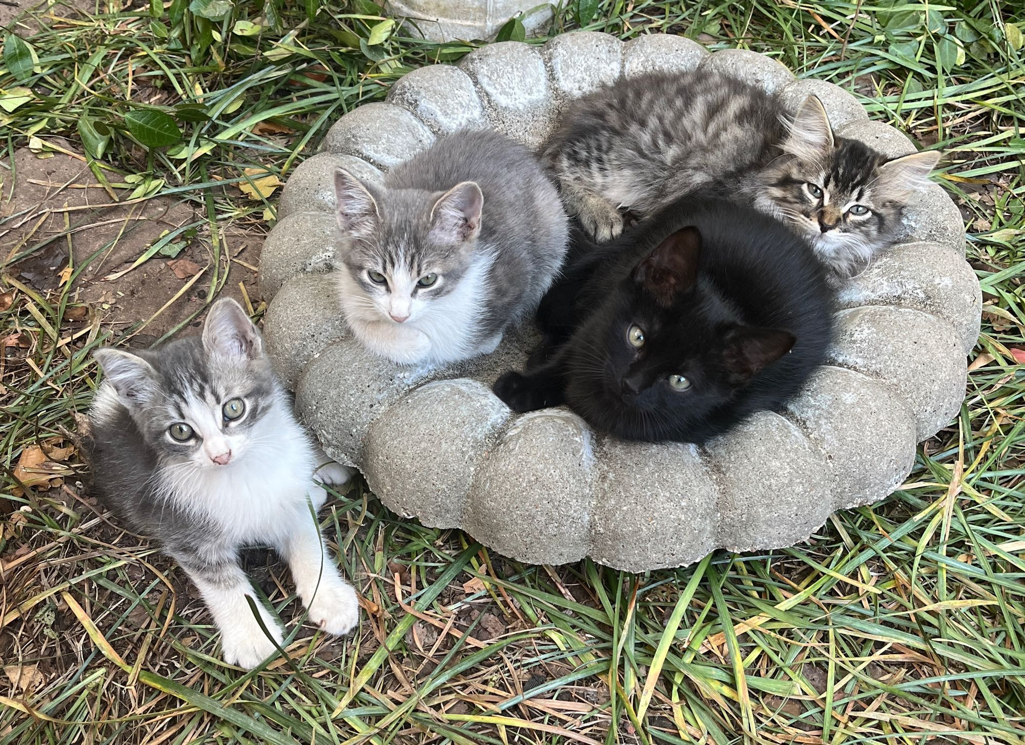 four kittens, three cuddled up in a bird bath, a fourth on the ground next to them; the bird bath bowl is sitting on the ground surrounded by monkey grass beaten flat by constant kitten play. kitten on the ground (Bruno) is a shorthair grey tux, his nearly twin sister (Sylvie) is perched on the left side of the bird bath. front and center is a shorthair black kitten (Sylvester), and behind him is the fourth little boy, a longhair grey tabby (Nikola). 

the cuteness is simply overwhelming. it would melt even the coldest heart. 