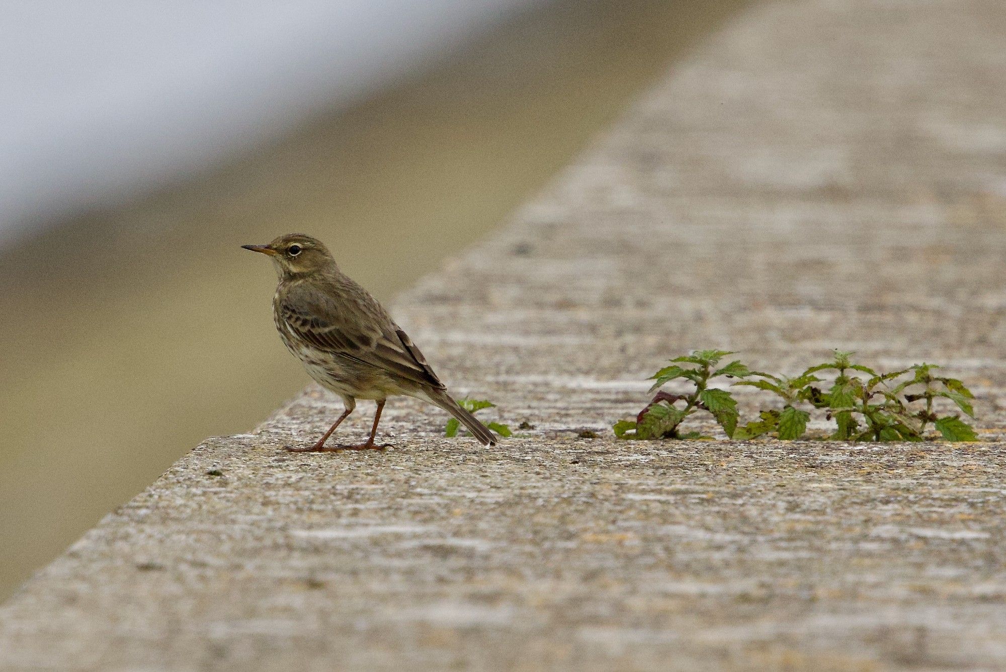 Rock Pipit on Farmoor causeway 26 Sept 2024