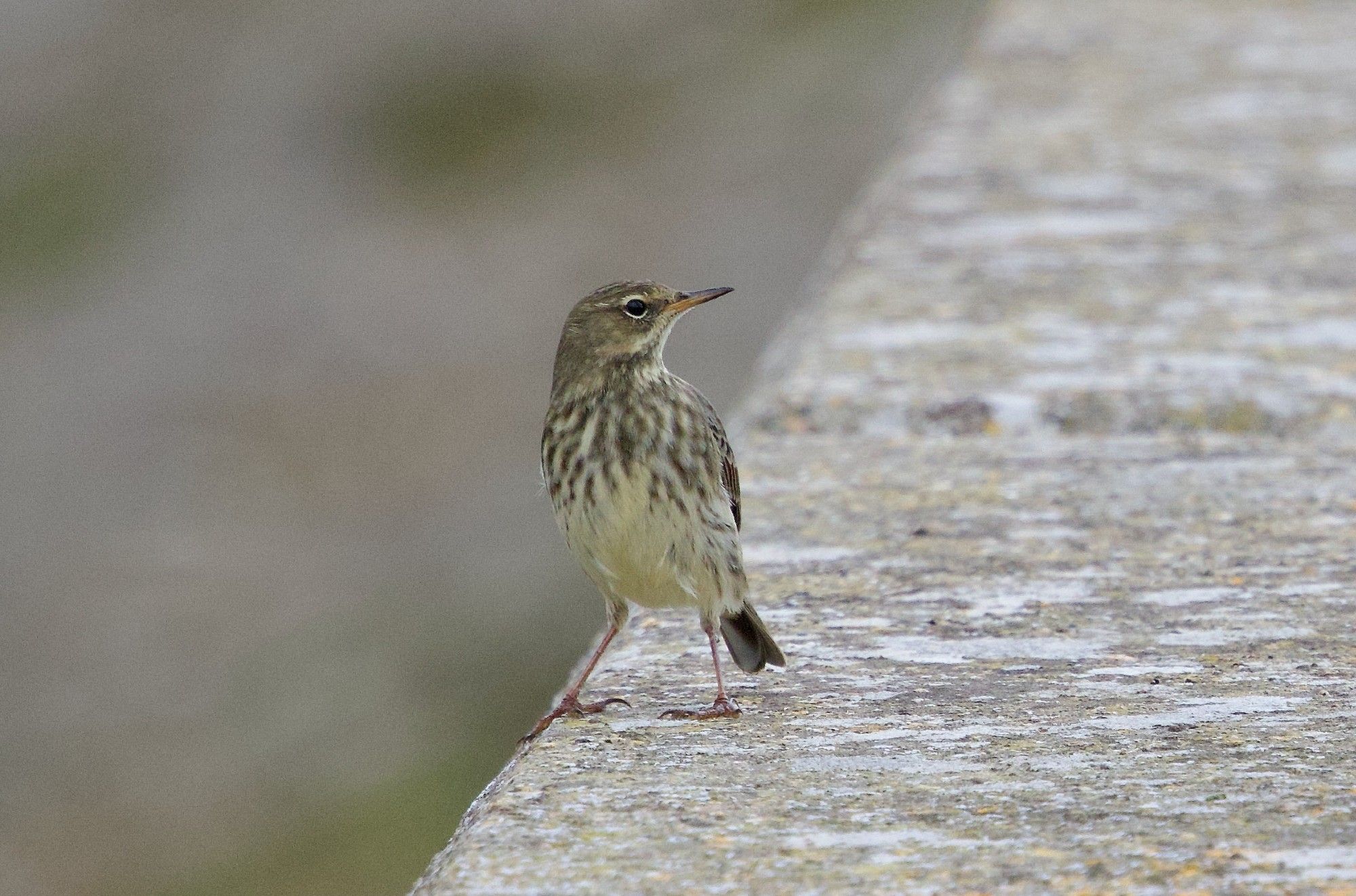 Rock Pipit on Farmoor causeway 26 Sept 2024