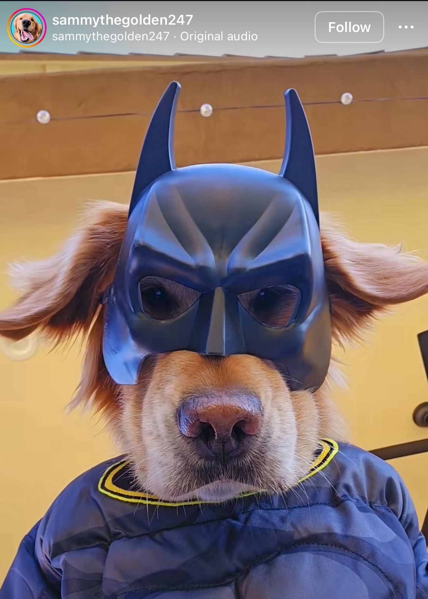 A golden Labrador dressed up as Batman. Its ears are falling towards the camera which makes it extra cute.