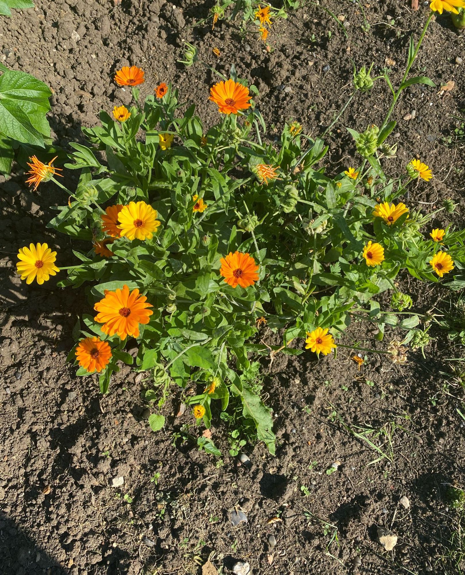 Calendula flowers