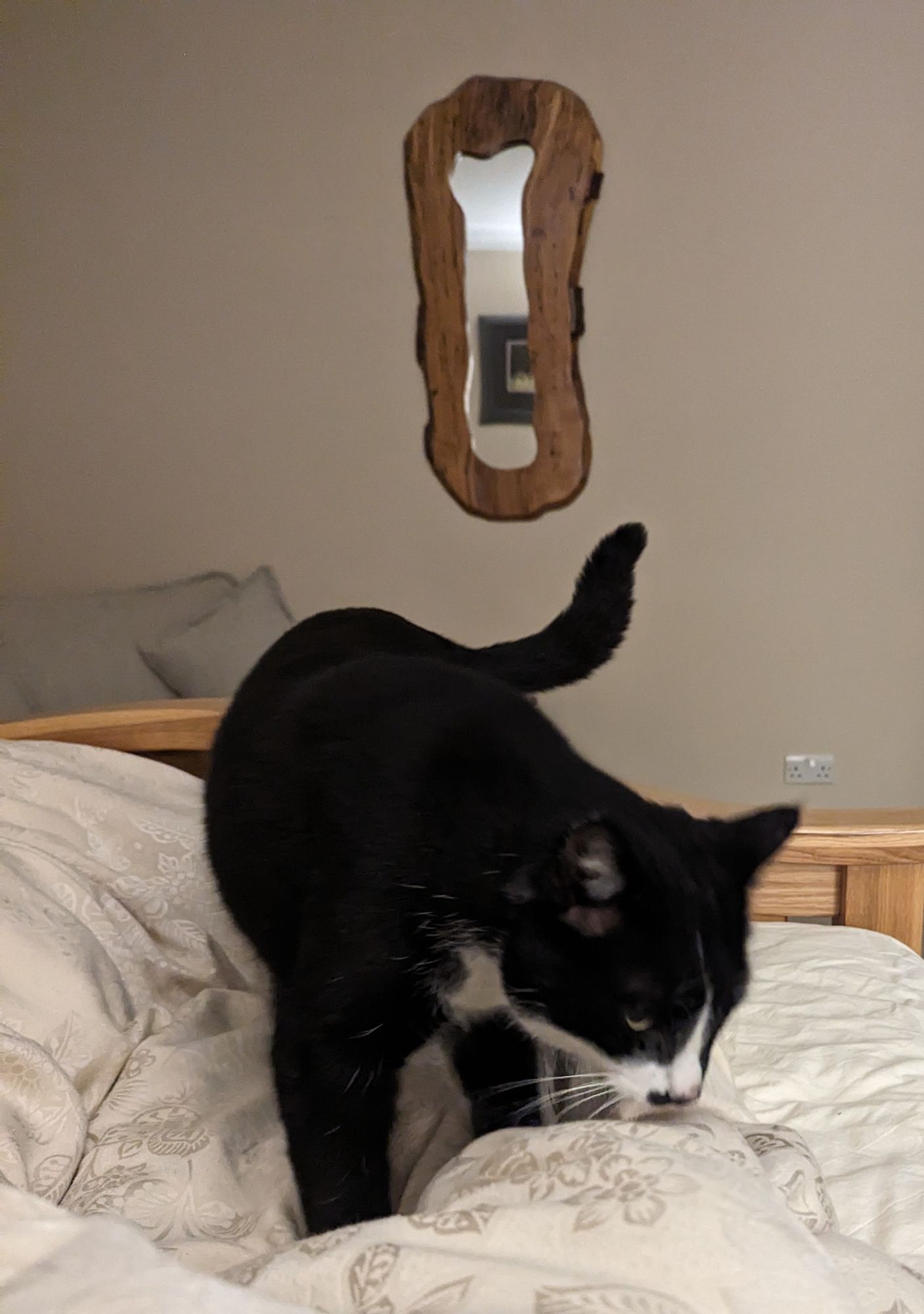 A black and white cat, sitting close on my bed