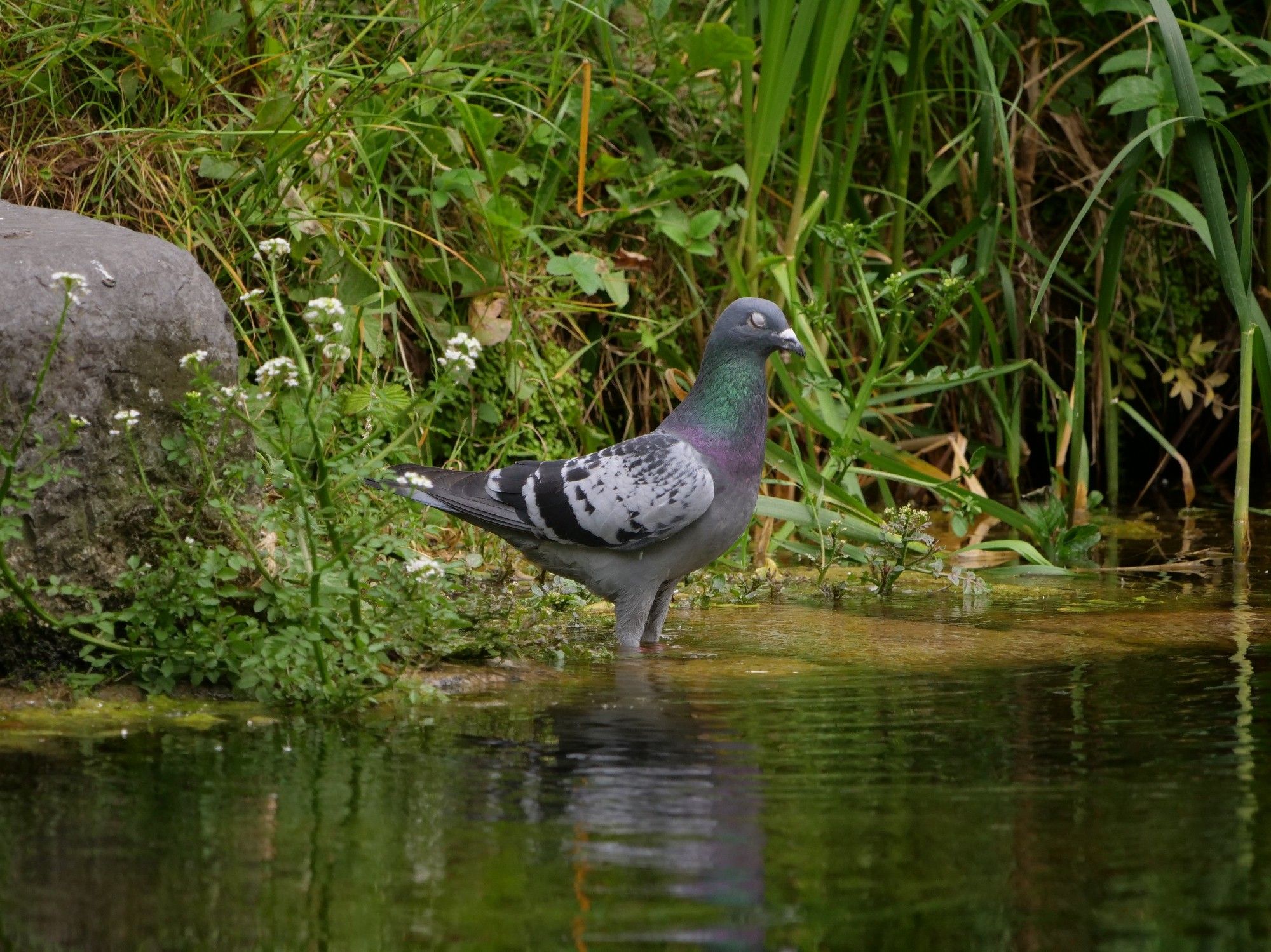 A clear picture of a pidgeon standing in the water by a canal bank, with it's eyes closed. It's colourful, and very peaceful