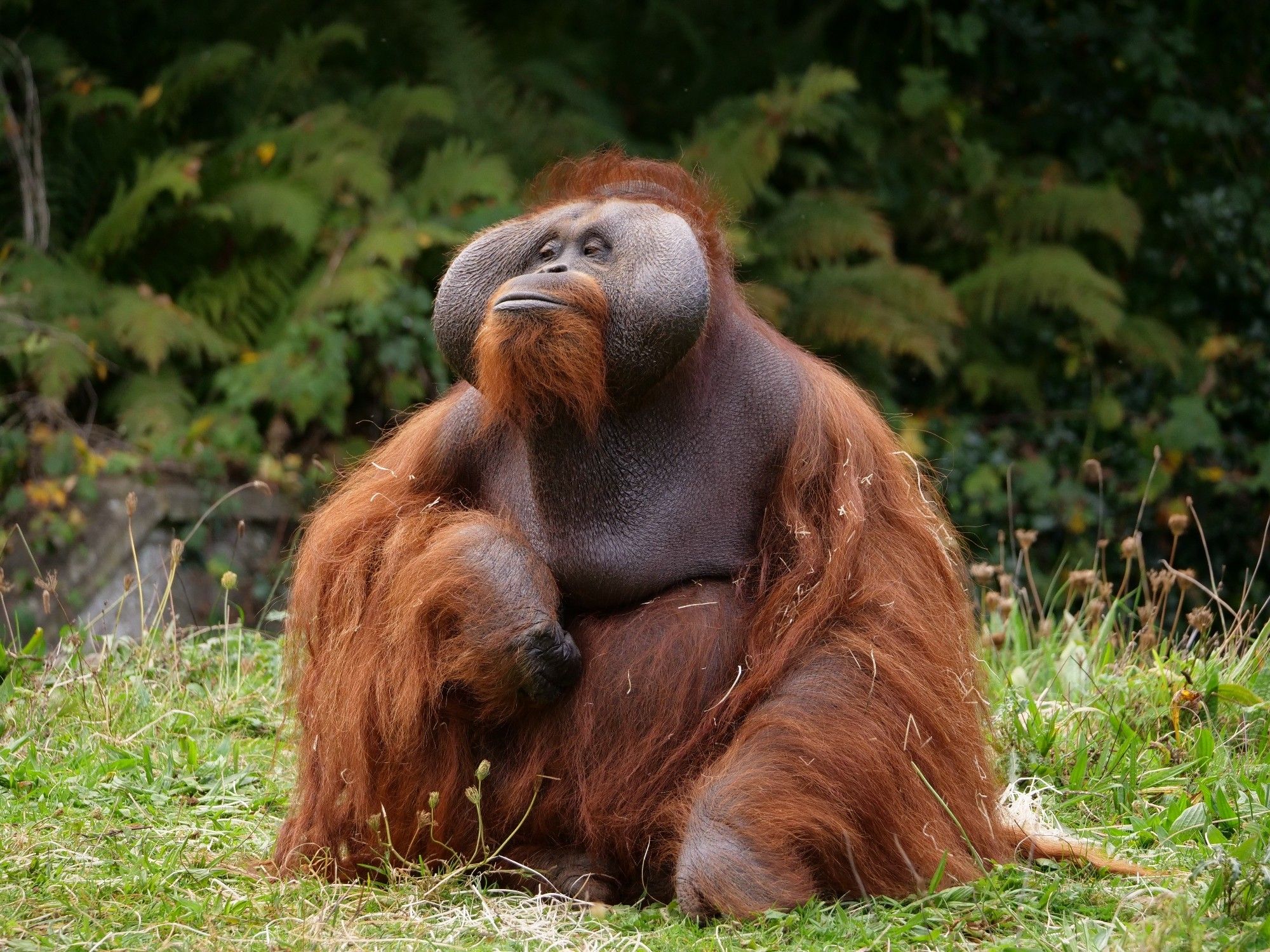 A large orangutan, staring to the side proudly