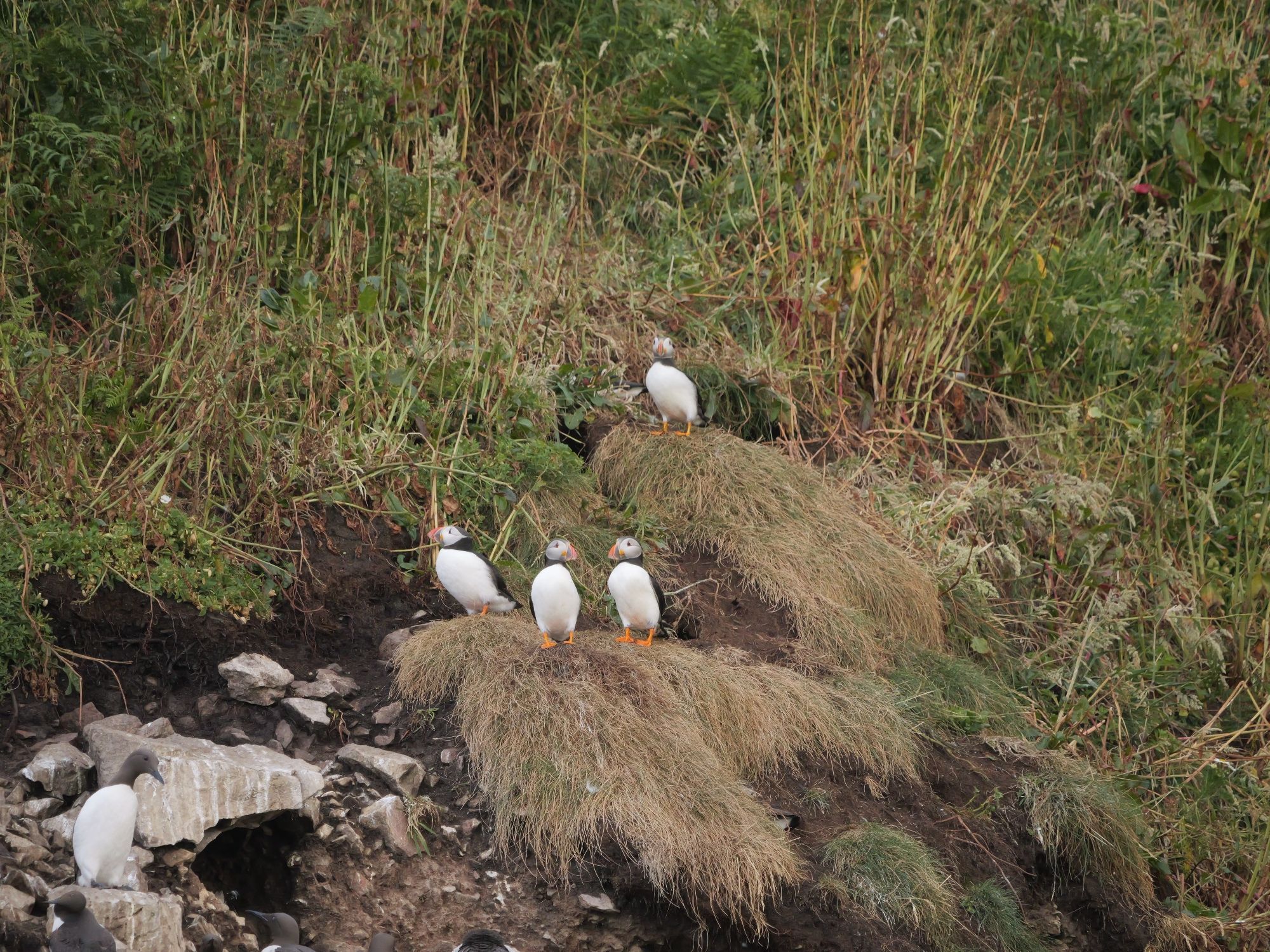 Four puffins on a grass knoll, on a hillside