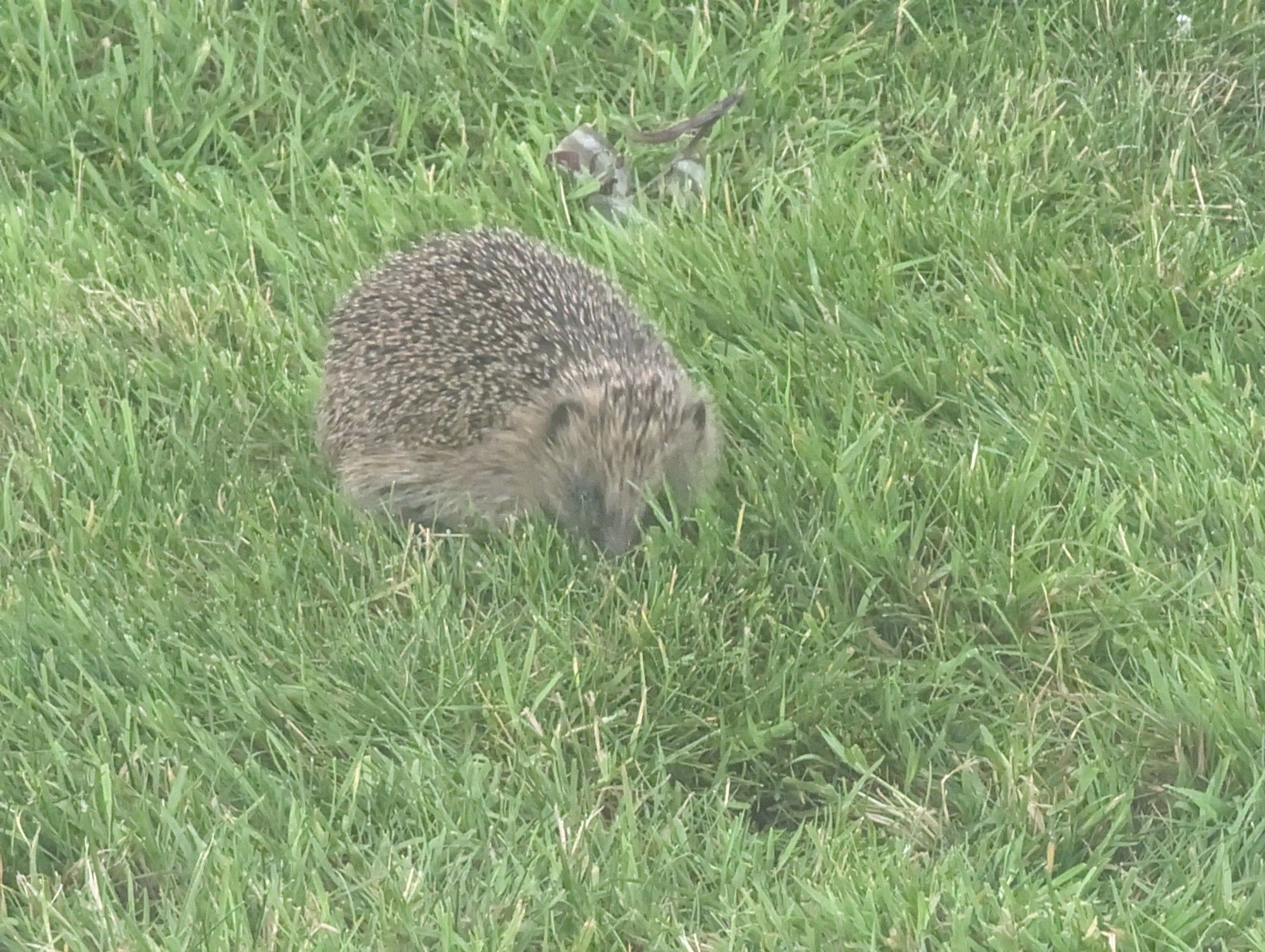 A hedgehog in a garden