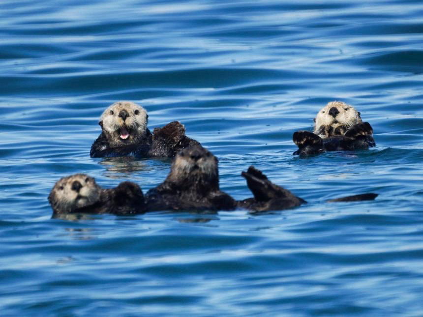 Four otters in the water. Their heads are visible above the surface. Their expressions and positions are vaguely reminiscent of the Spiderland album cover photo.