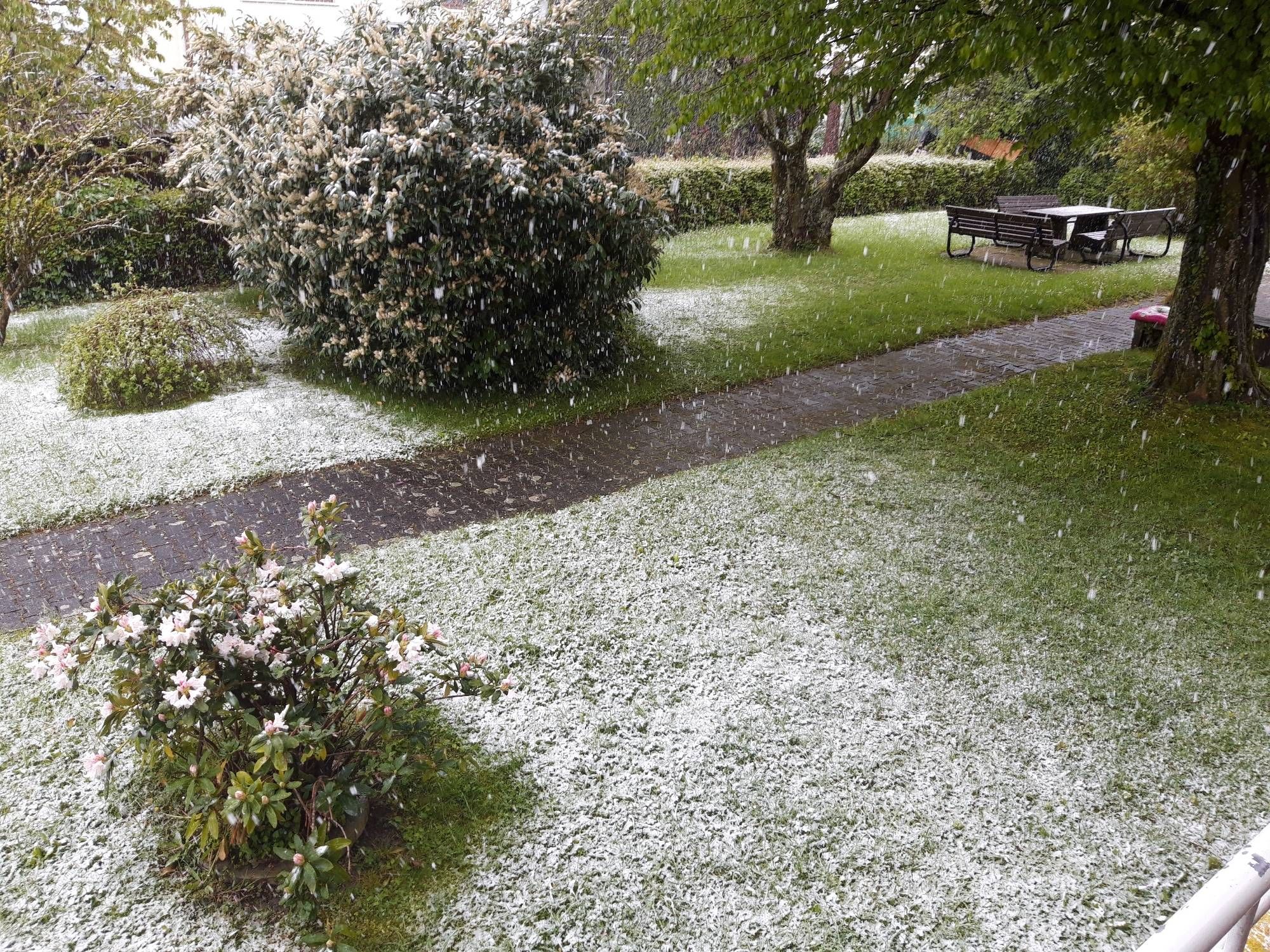 Bild vom 21.4.2024: Es schneit auf Rasen, Büsche und Bäume.