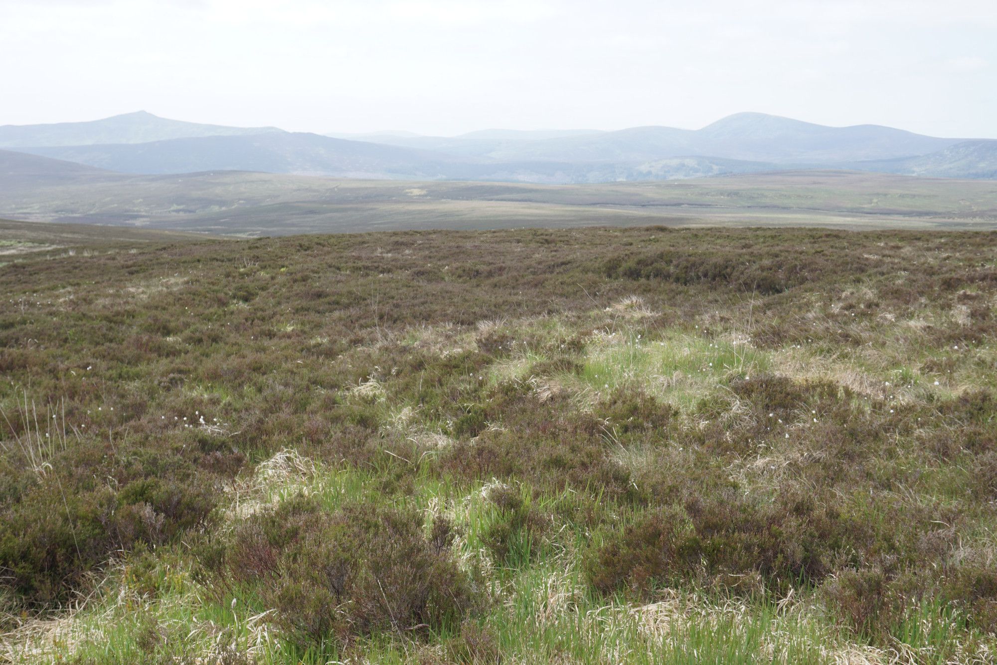 An Irish blanket bog in the Wicklow Mountains.