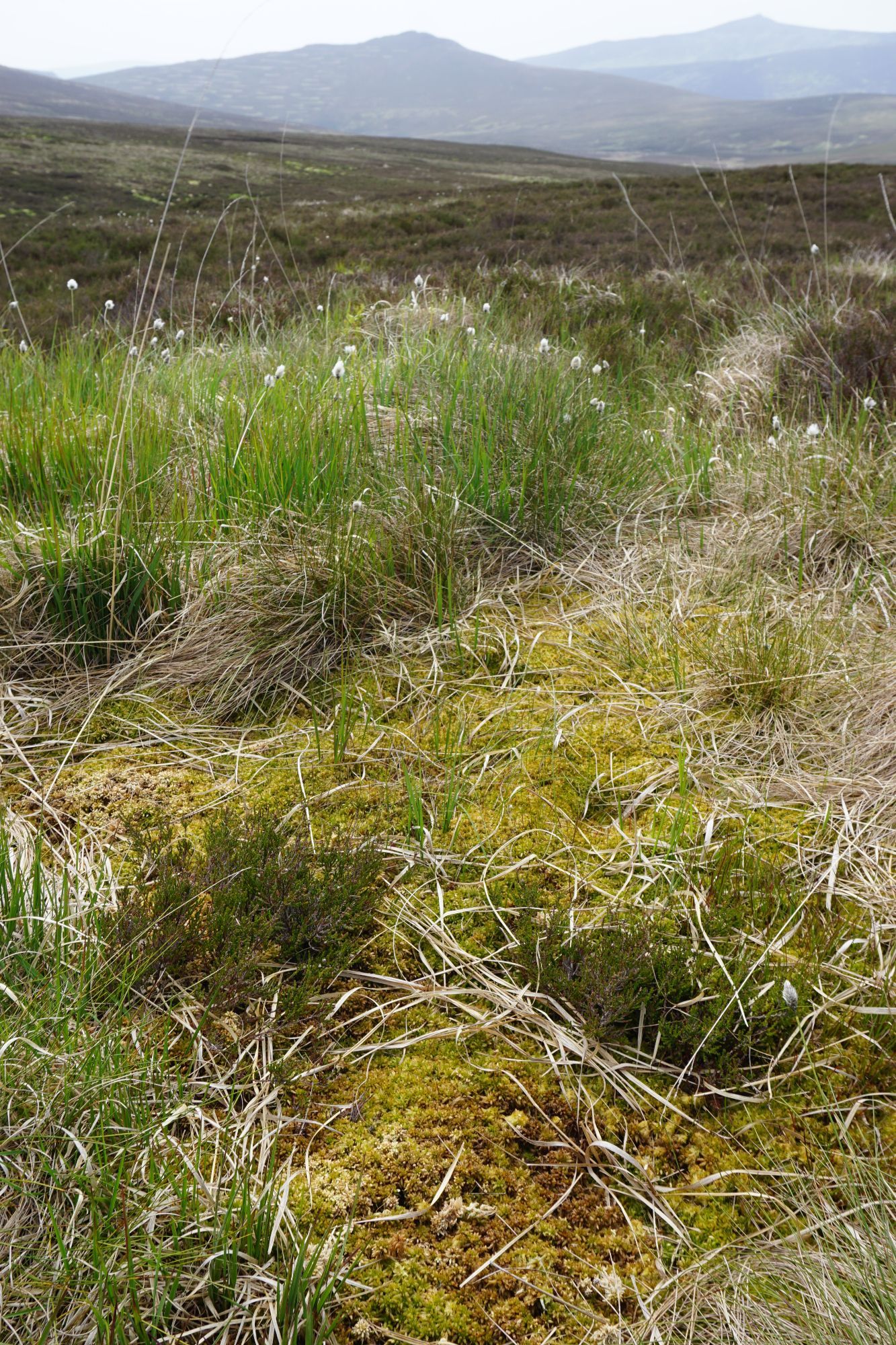 Moss, heather, and sedges in an Irish blanket bog.