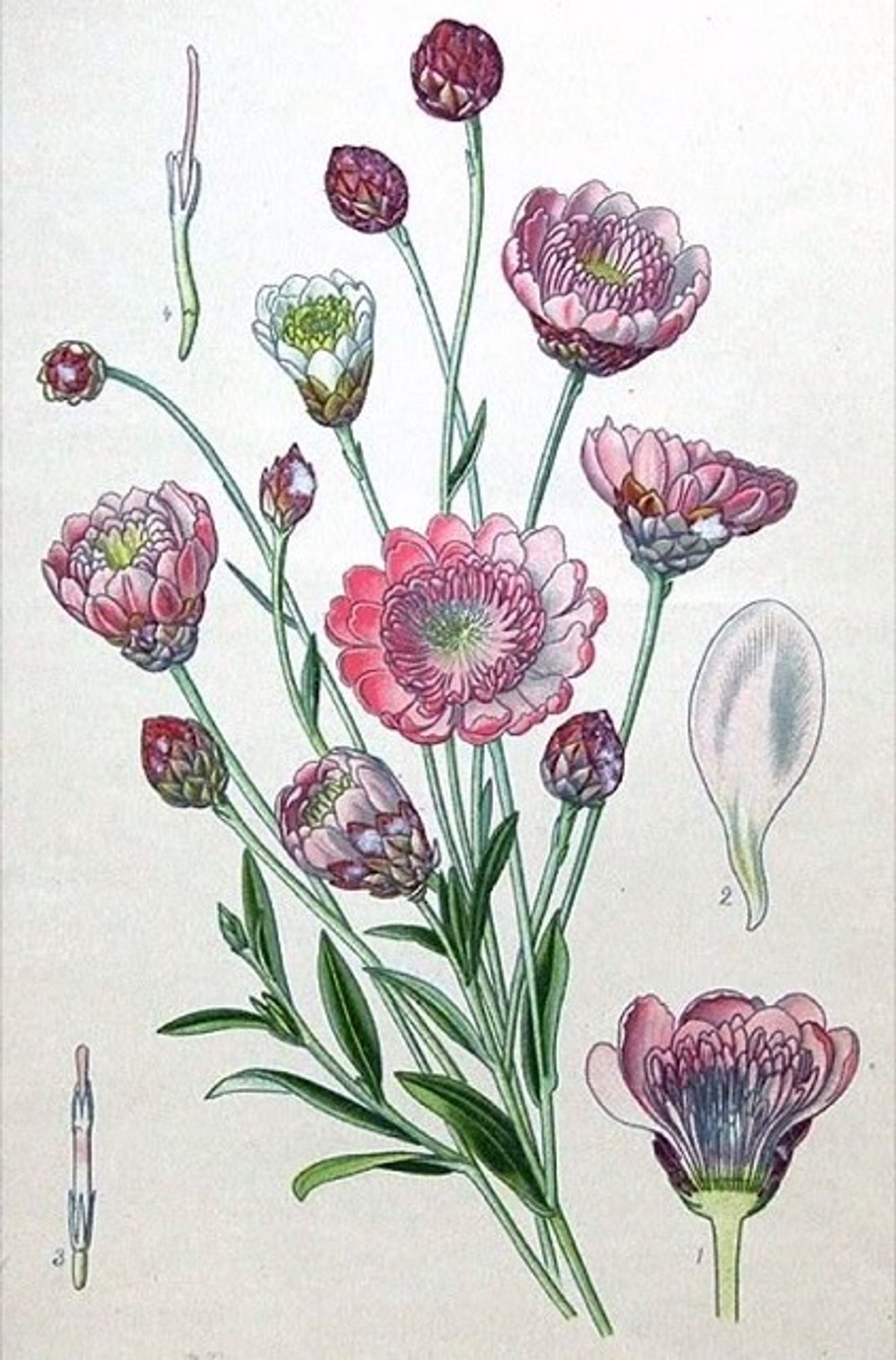 An old time-y illustration of a Strawflower.