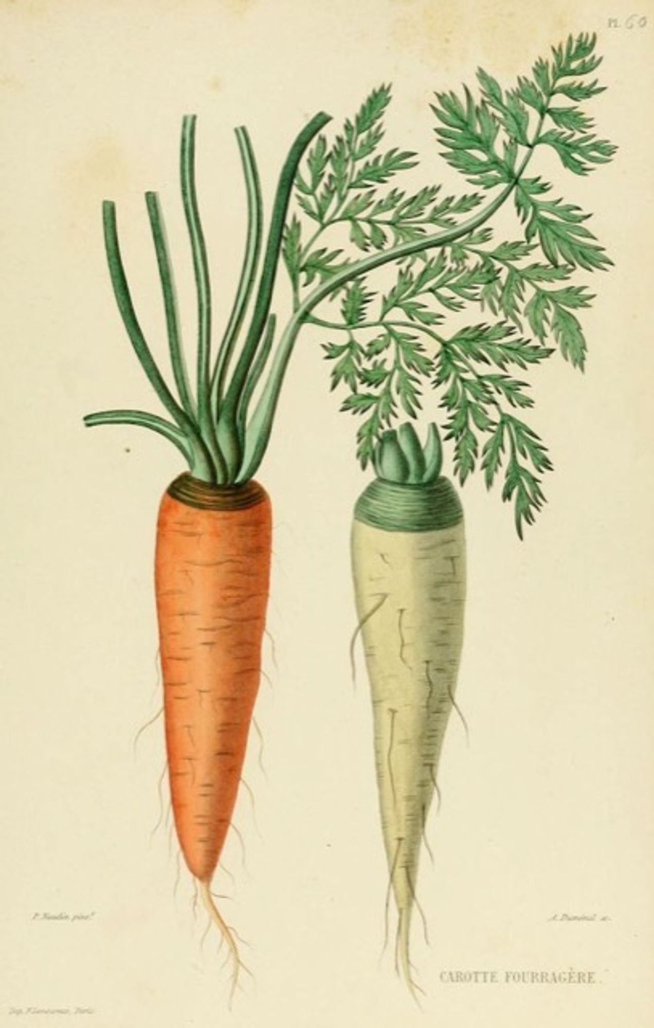 An old time-y illustration of a Carrots.