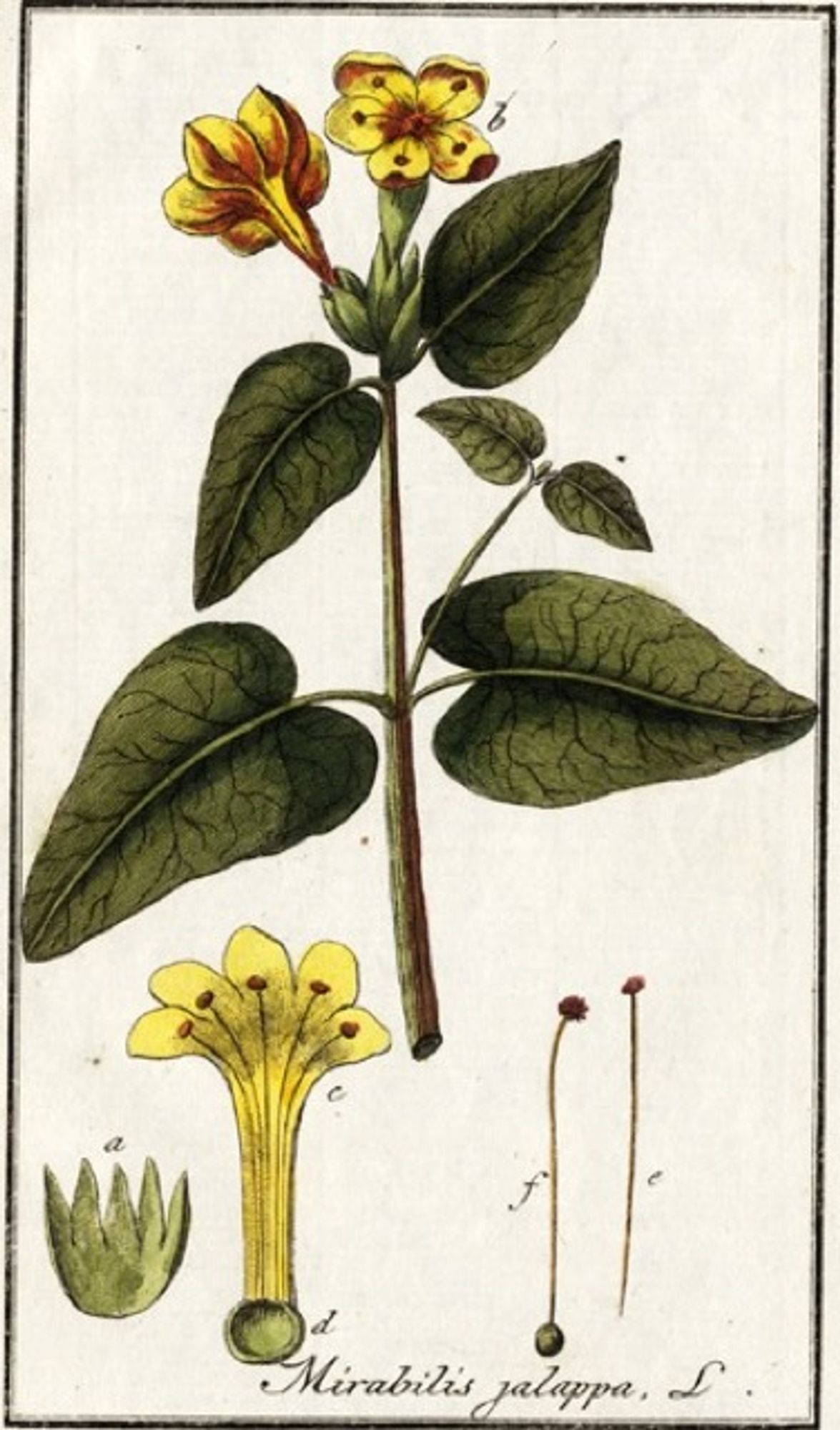 An old time-y illustration of a Four o'clock flowers.