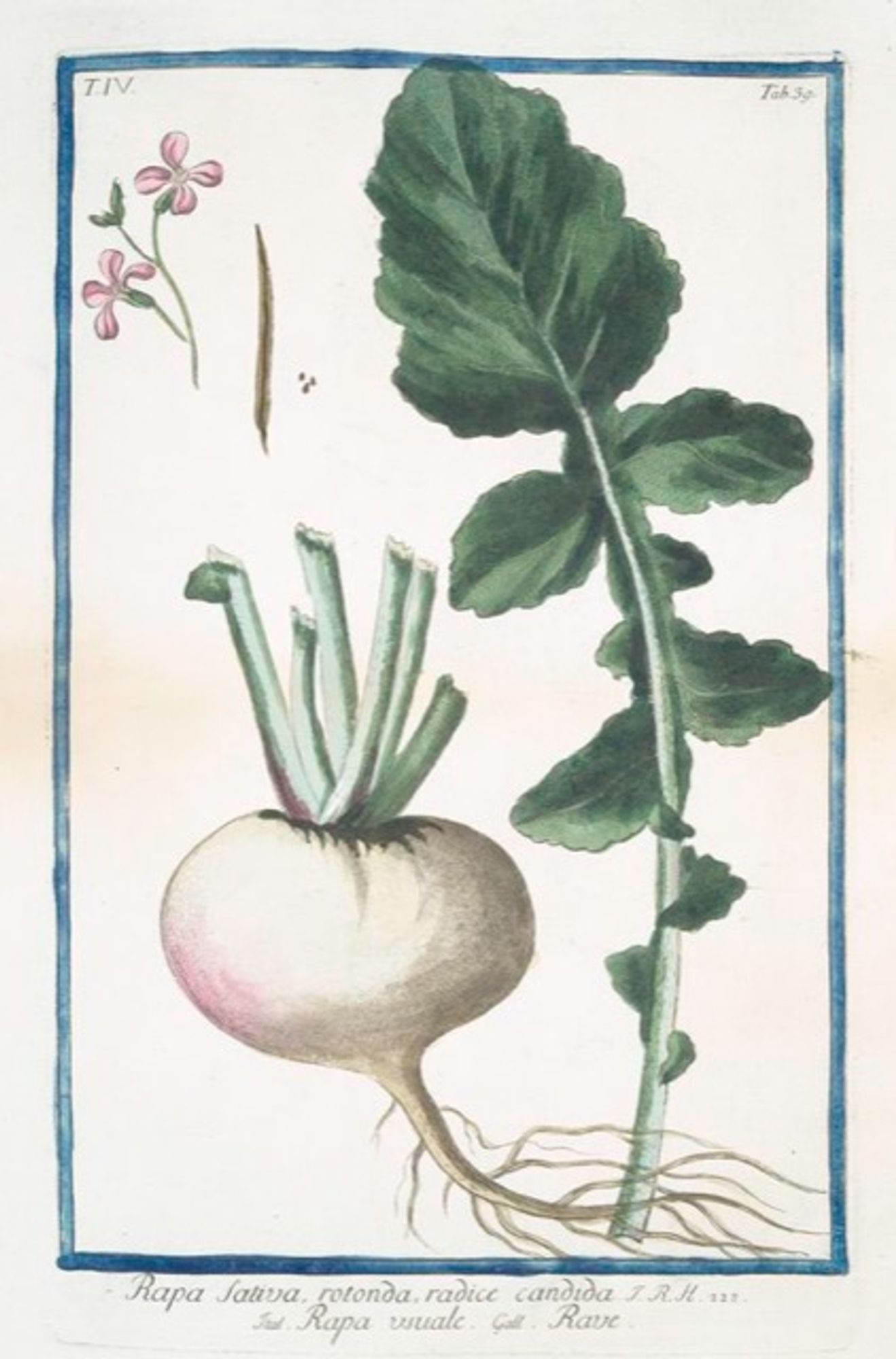 An old time-y illustration of a Turnips.