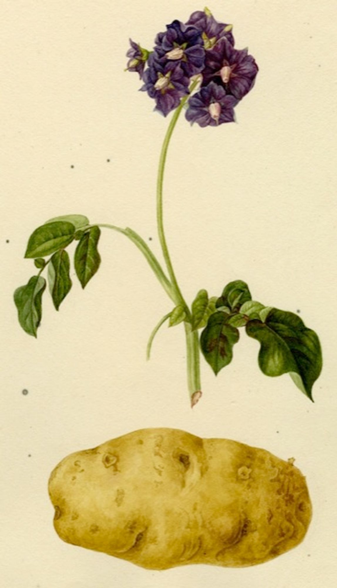 An old time-y illustration of a Potatoes.