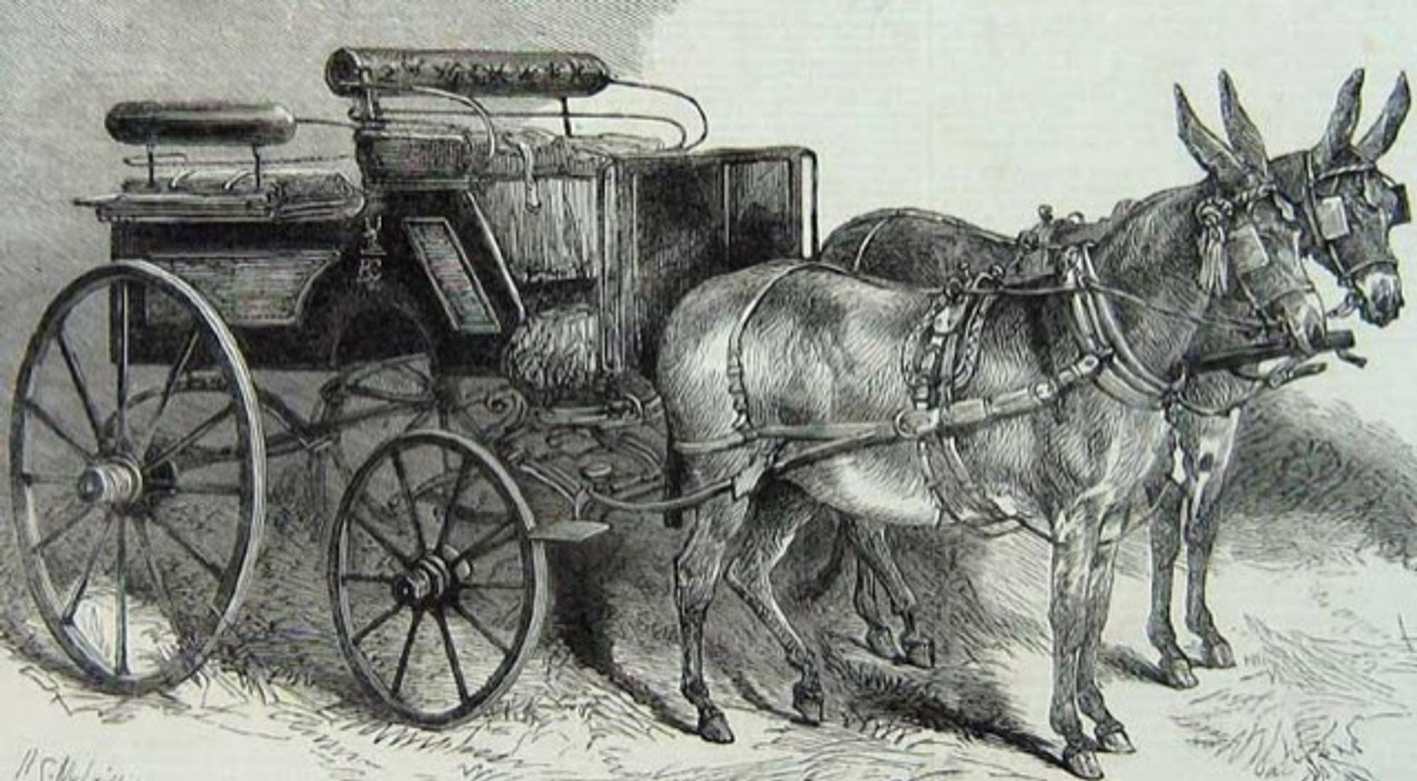 An old time-y illustration of a Donkeys.