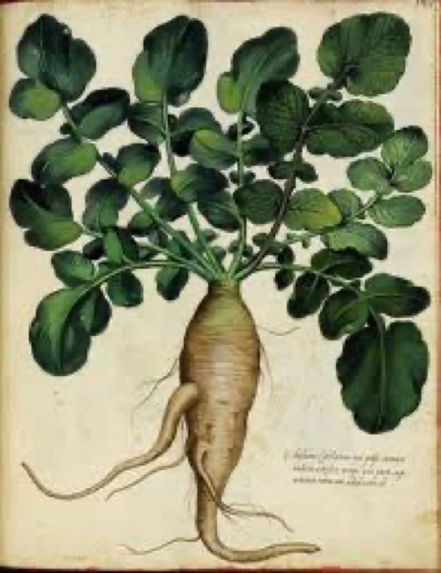 An old time-y illustration of a Parsnips.