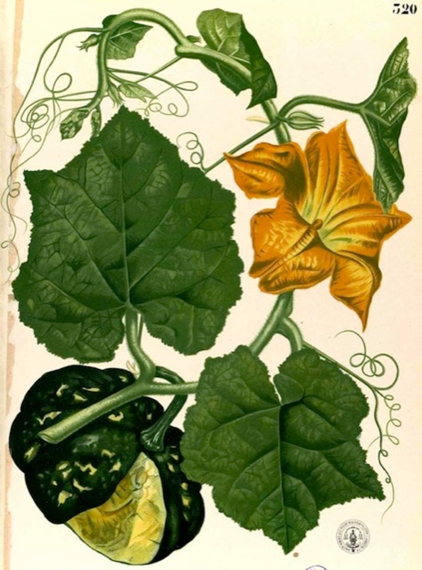 An old time-y illustration of a Winter squash.