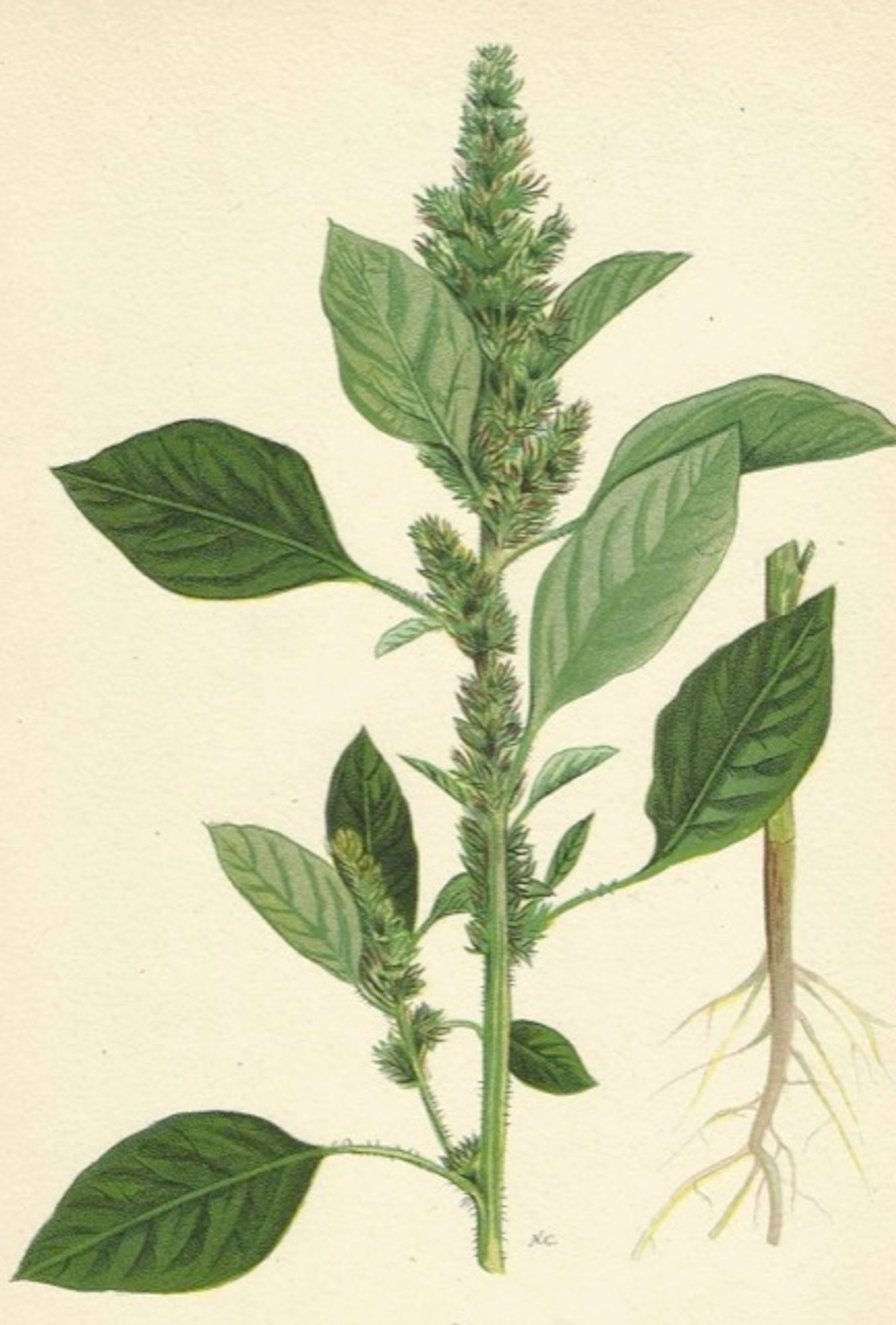 An old time-y illustration of a Amaranth.