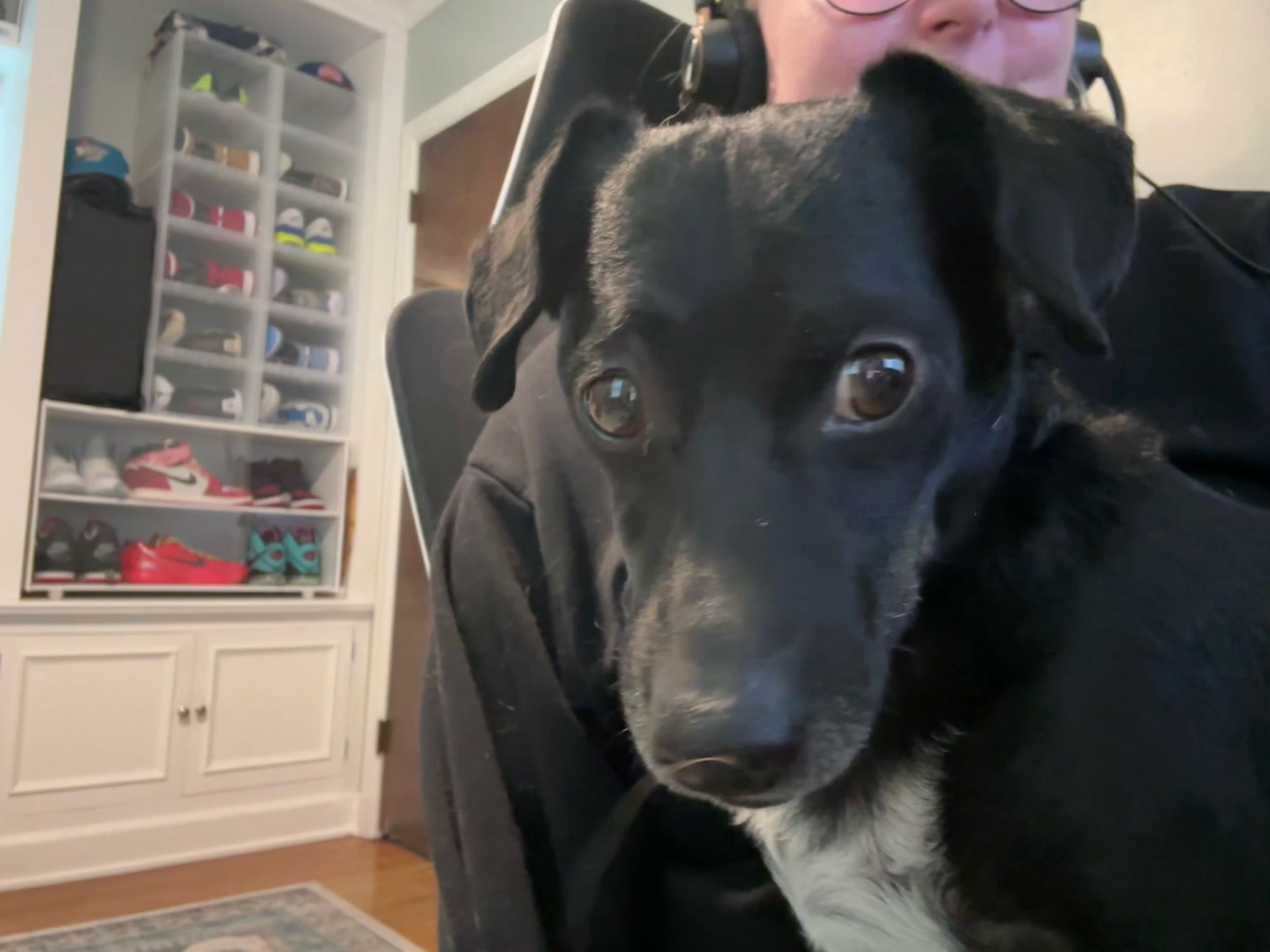 Small black and white dog sits in Amanda’s lap