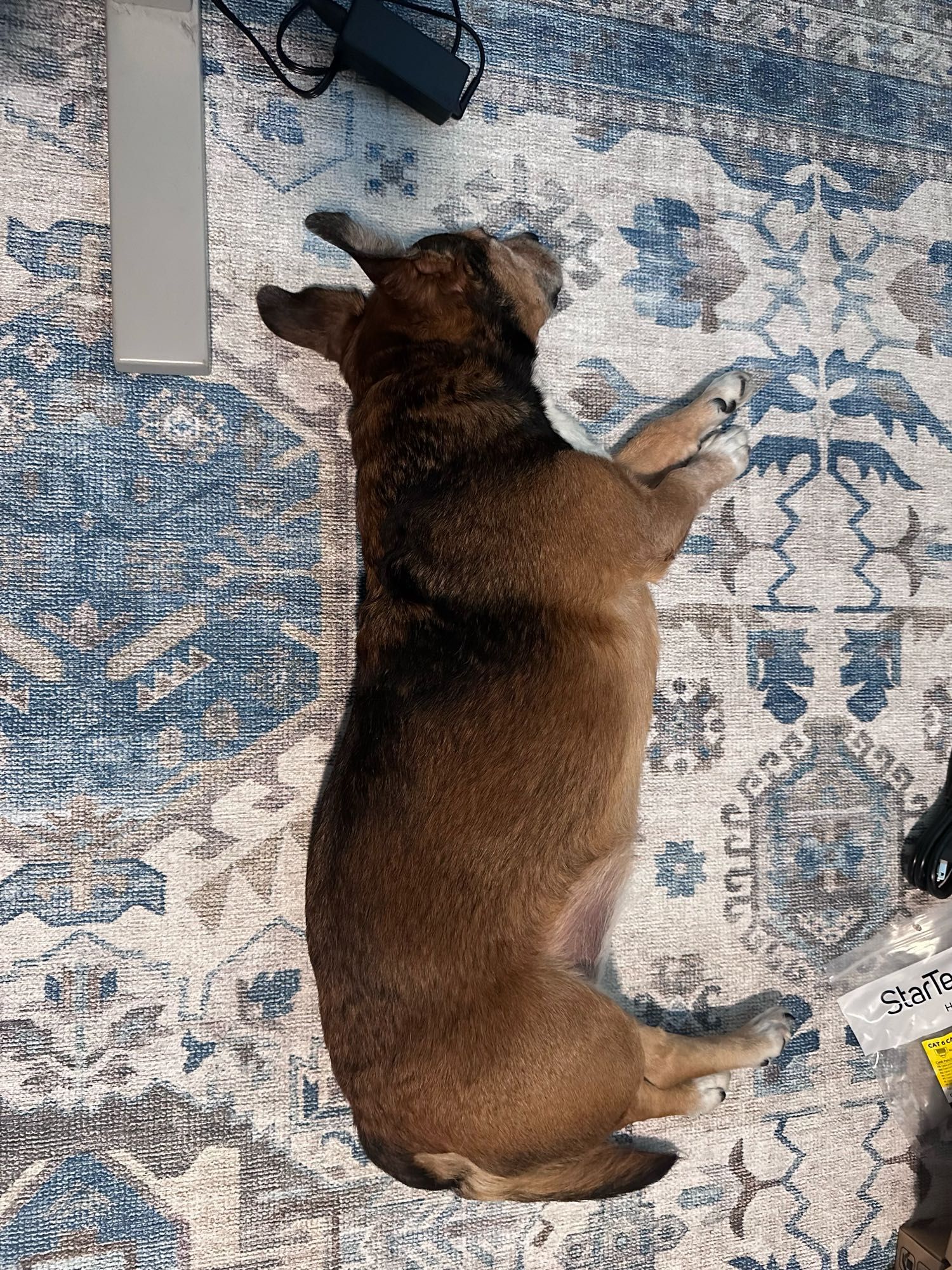 Medium sized brown dog sprawls on a rug