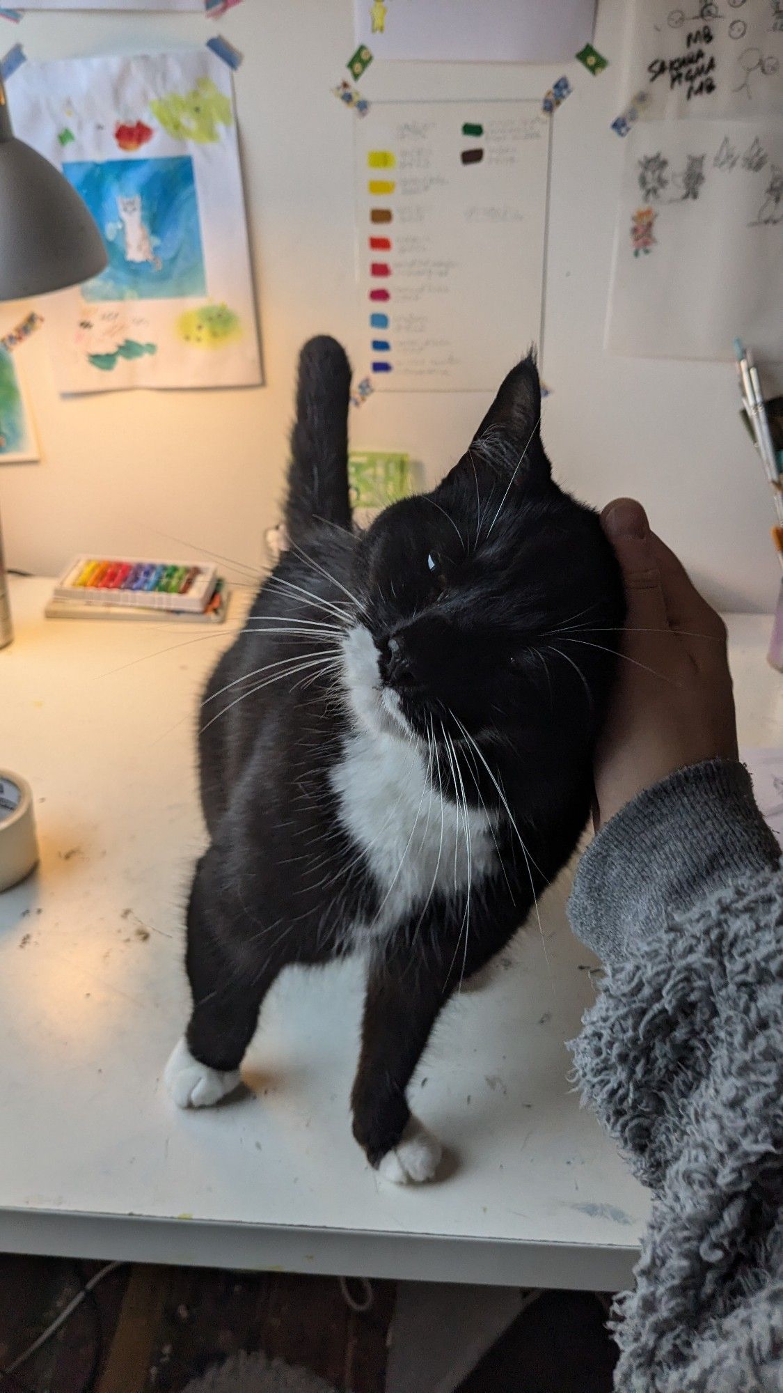 A photo of kip's tuxedo cat Misty standing on Kip's desk really leaning into kip patting her on the head. She has a little wonky paw but it doesn't stop her from throwing punches when she wants to