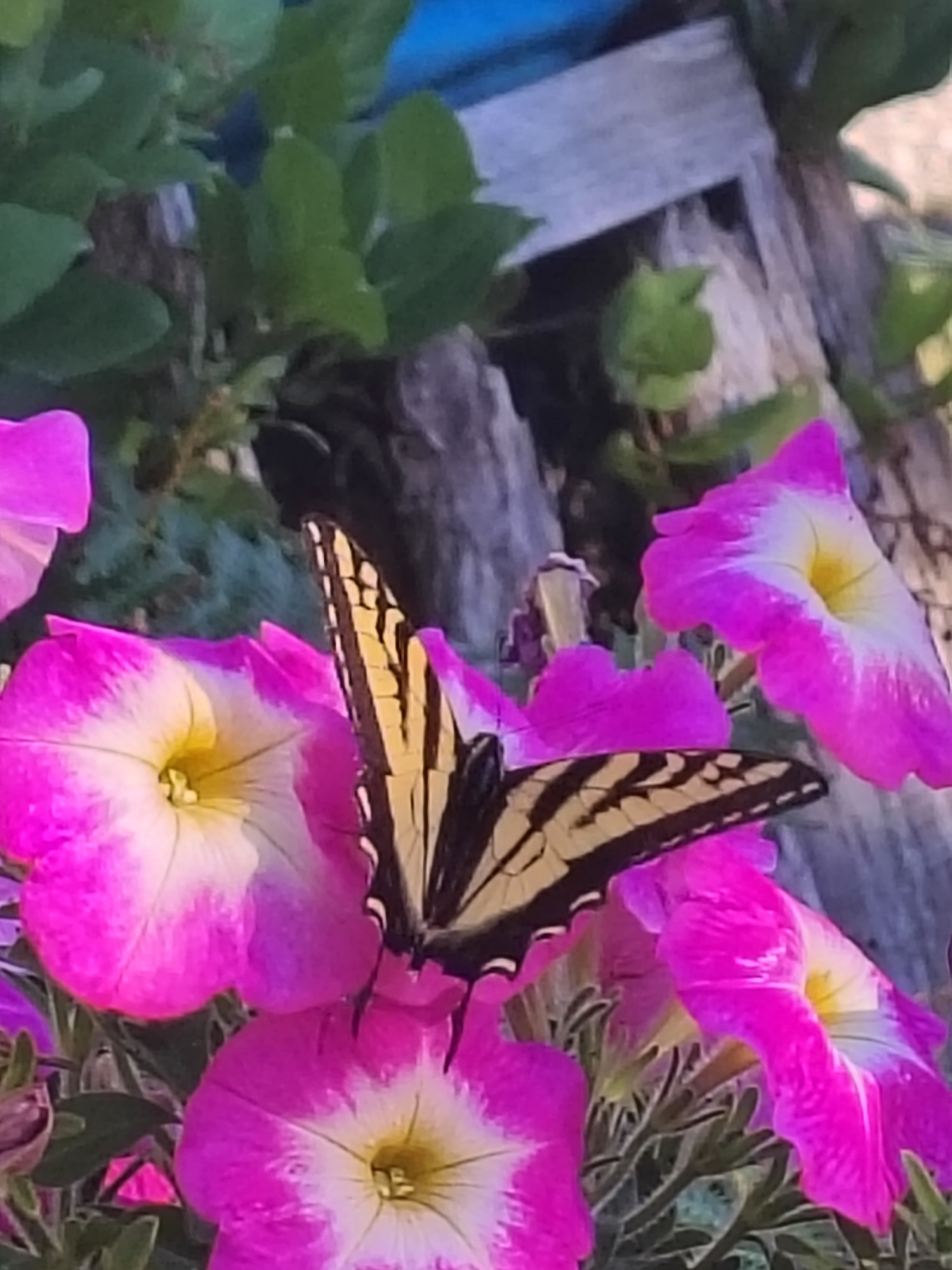 Two tailed swallow tail butterfly on pink and white petunia flowers