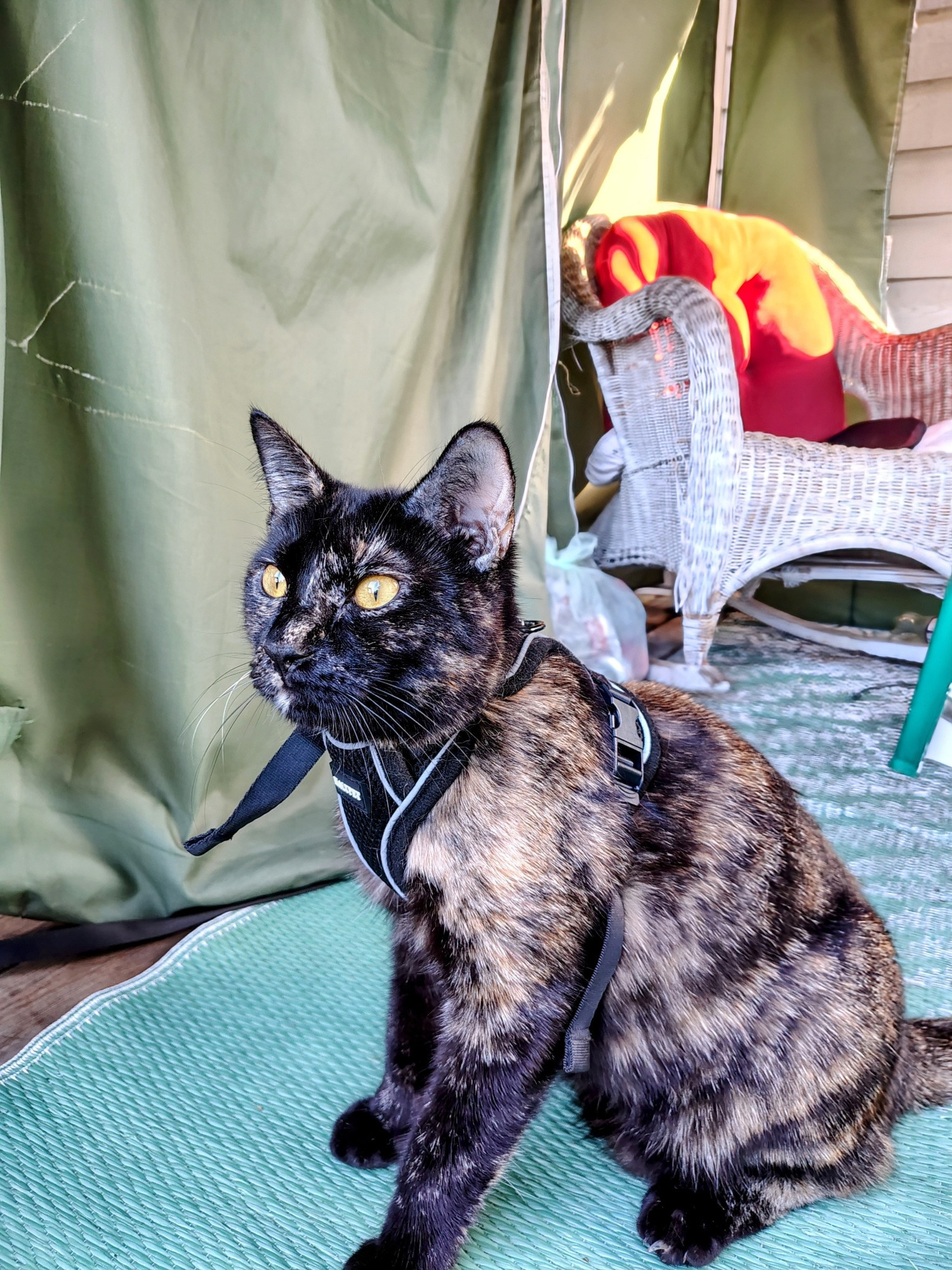 Tortoiseshell cat sitting on a green outdoor mat, with a green curtain and white rocking chair with red cushions behind her