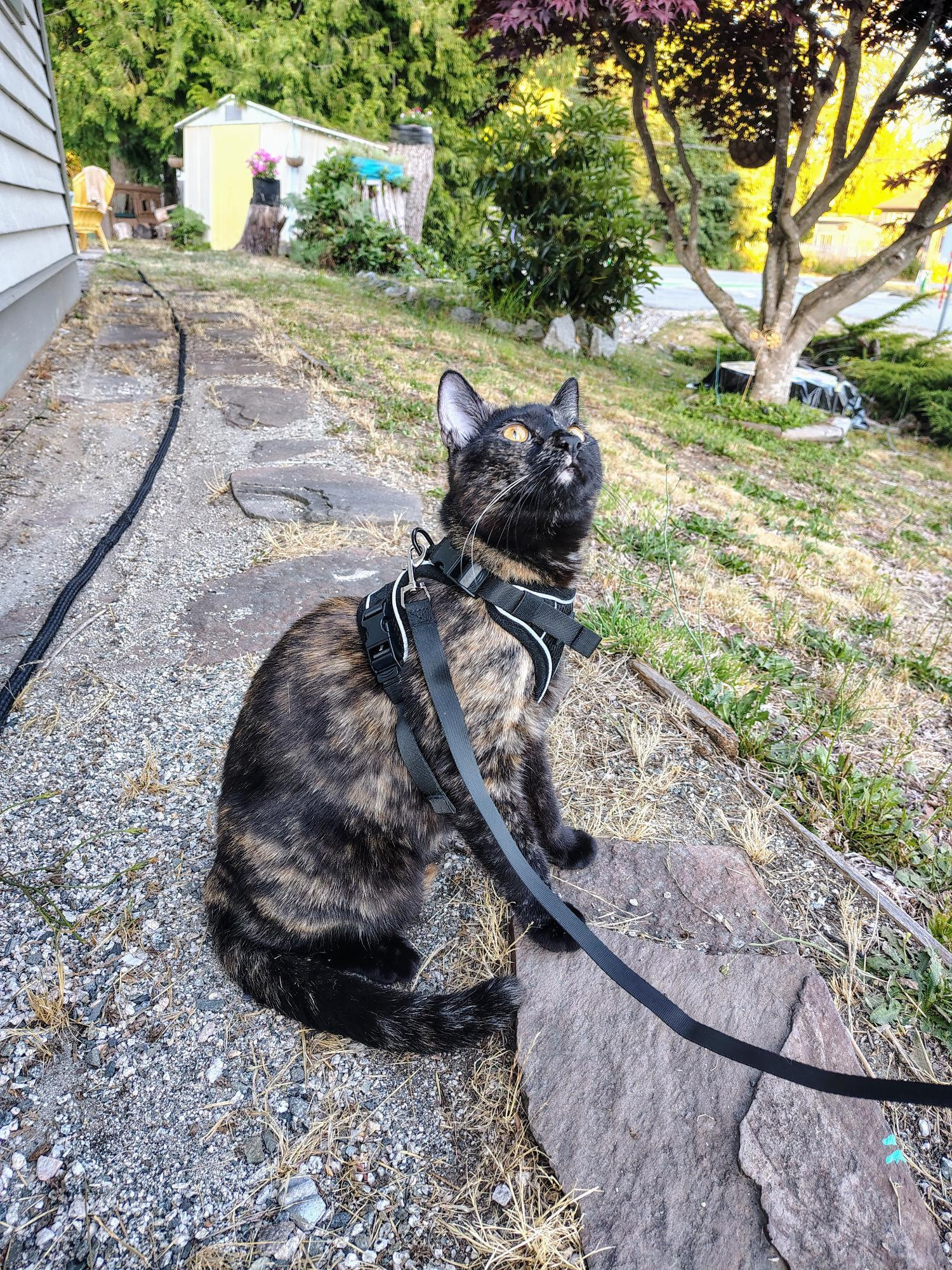 Tortoiseshell cat sitting outside a house 