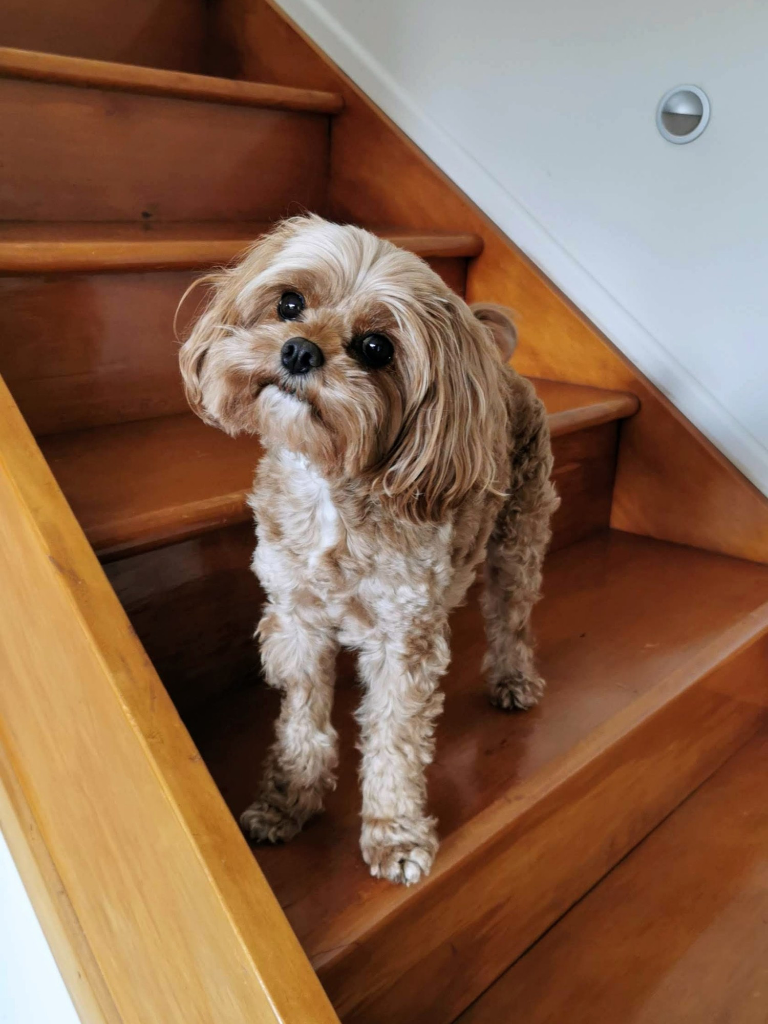 little caramel cavoodle standing on wooden stairs, she's about 2 stairs tall, she's tilting your head and looking into your eyes like what you're saying is really interesting. she hears and appreciates you