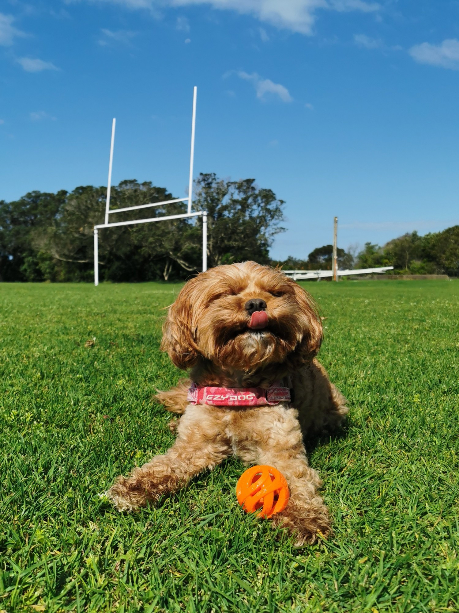 cheeky little cavoodle lying outside on the grass, it's a beautiful sunny day! she has an orange ball between her paws. her eyes are closed and she's poking her tongue out at you, rude. there's some kind of sports goal post in the distance behind her but that's not really relevant.