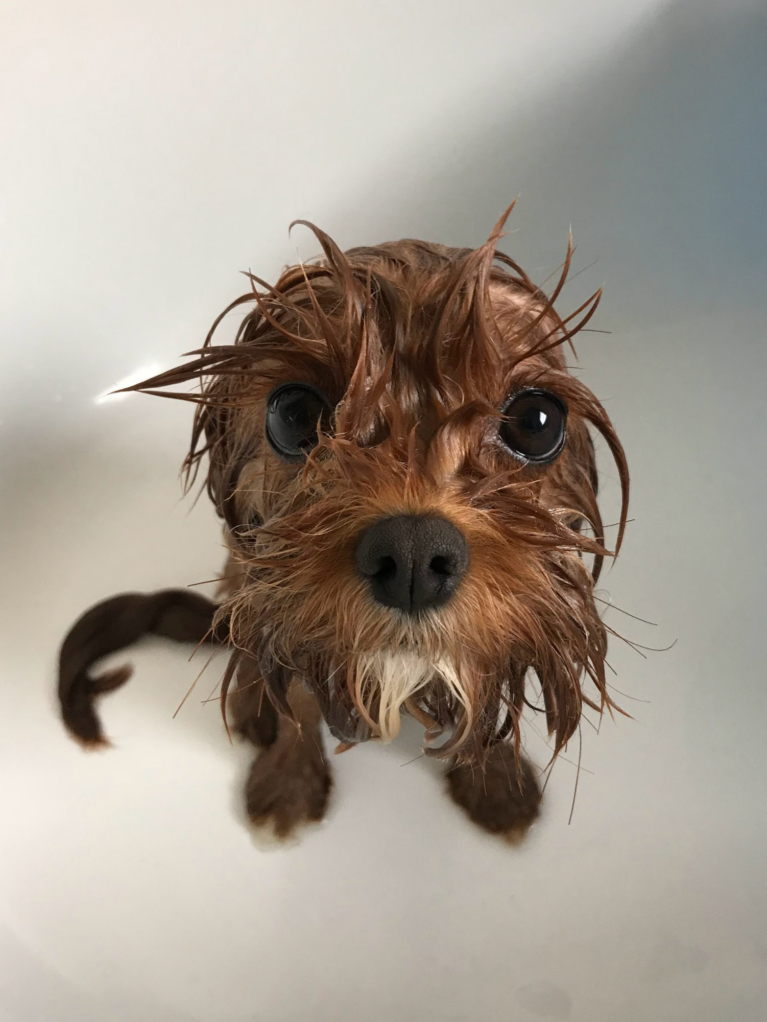 little wet bedraggled cavoodle who has just been given a bath, how dare you. she's reddish brown and has a white goatee, she has shiny brown eyes of betrayal and excellent eyebrows