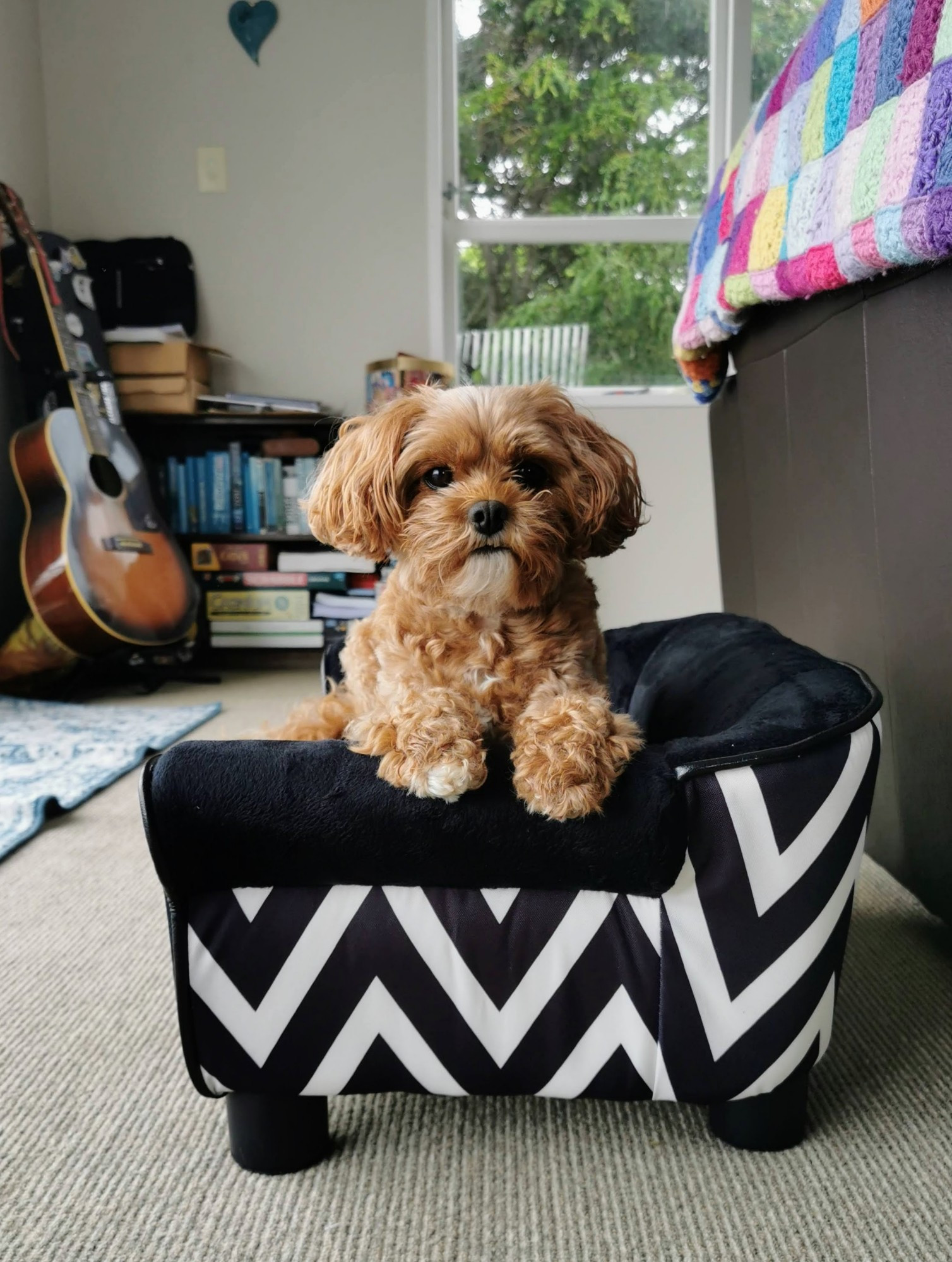 little cavoodle sitting on a miniature black and white couch, did you know you can get tiny couches for pets?! she used it one (1) time. her paws are up on the armrest and she's once again staring into your soul, you must've been holding a treat 