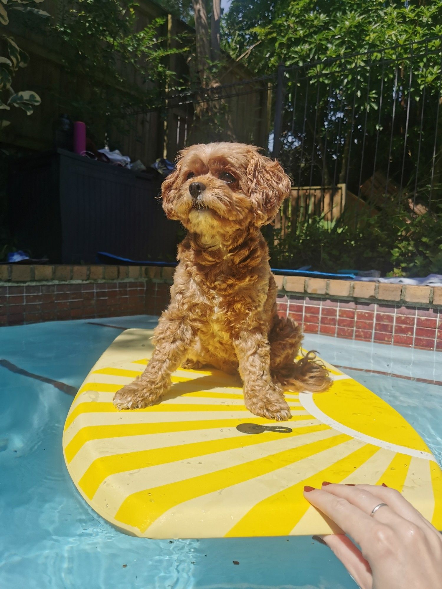 little caramel cavoodle floating on a yellow bodyboard in a blue pool