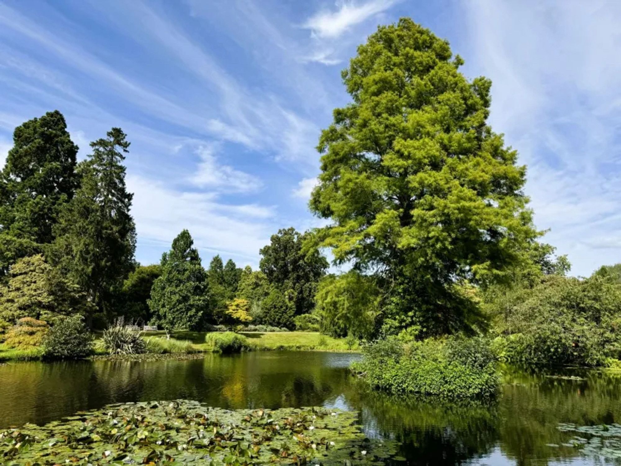 A pond with lilies, surrounded by lawn and trees.