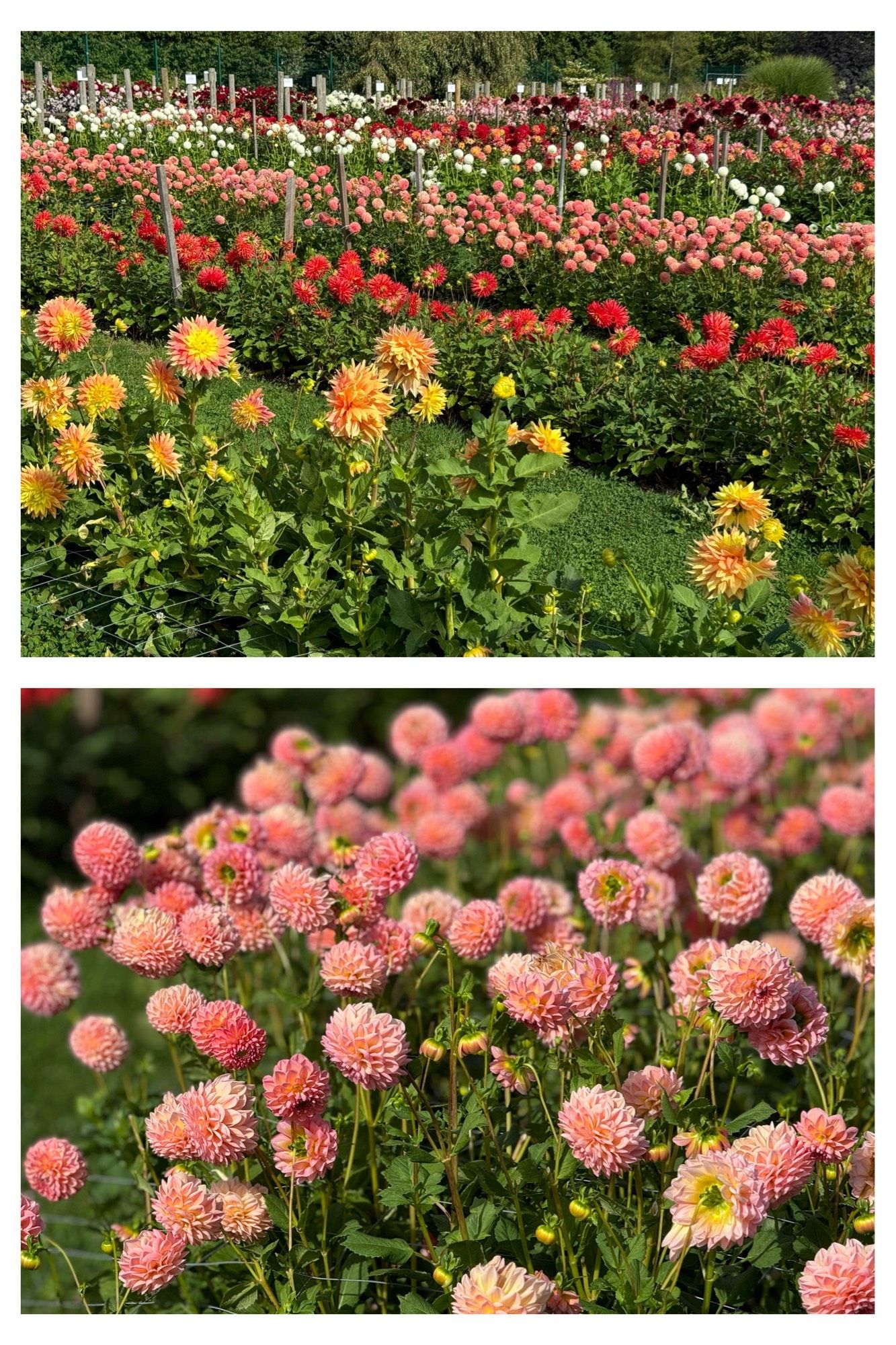 Rows of different-coloured dahlias.